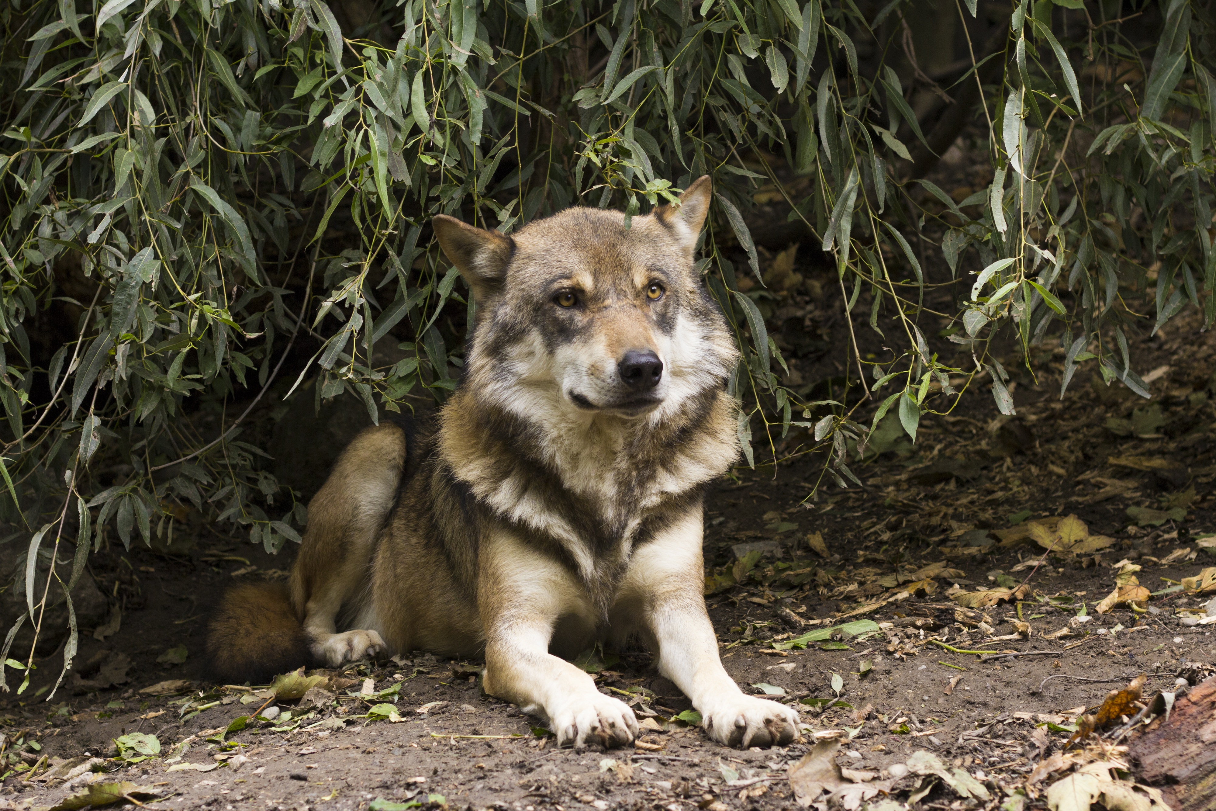 Laden Sie das Tiere, Wolf, Säugetier, Wolves-Bild kostenlos auf Ihren PC-Desktop herunter