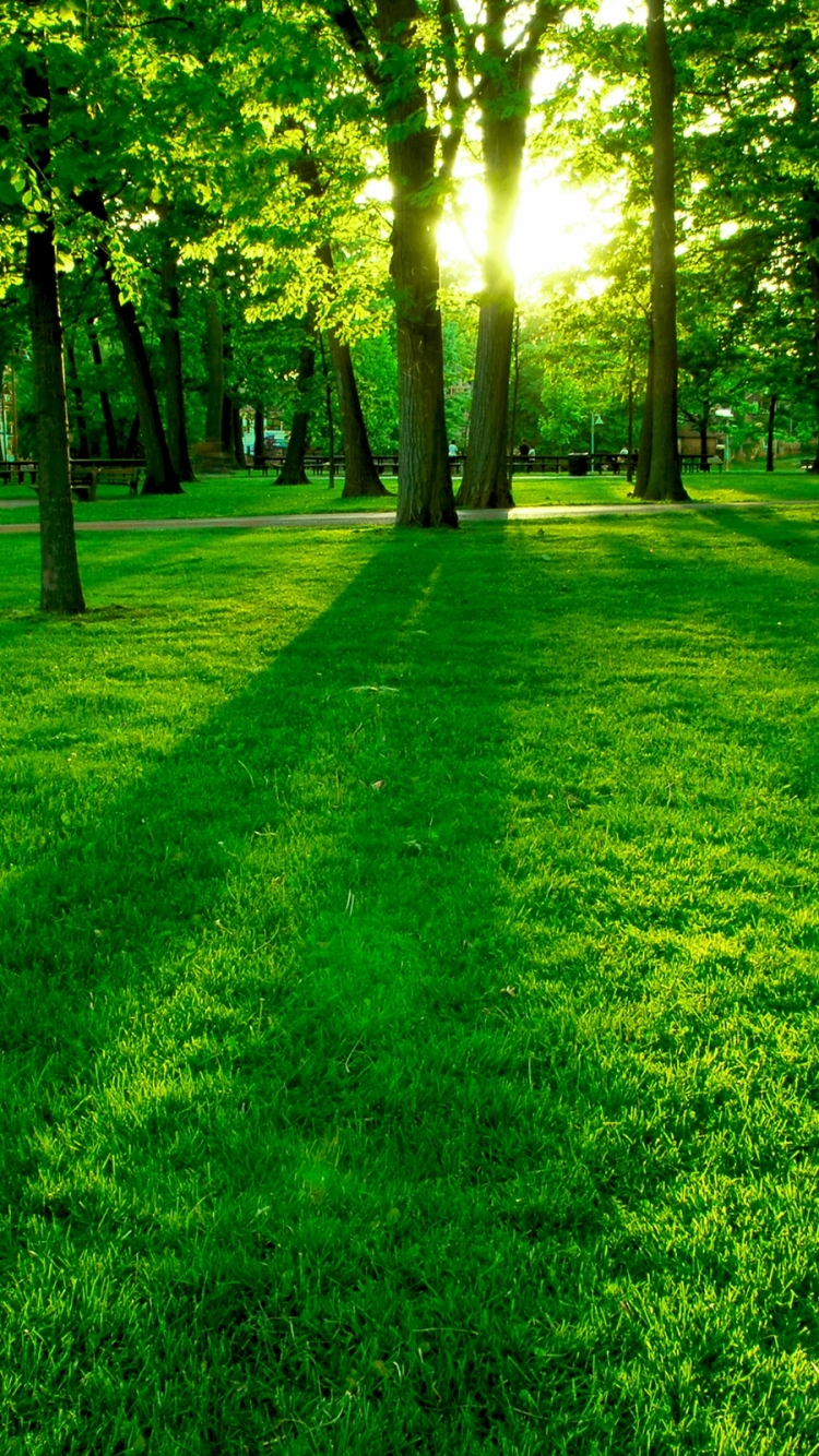 Download mobile wallpaper Grass, Park, Sunrise, Earth for free.