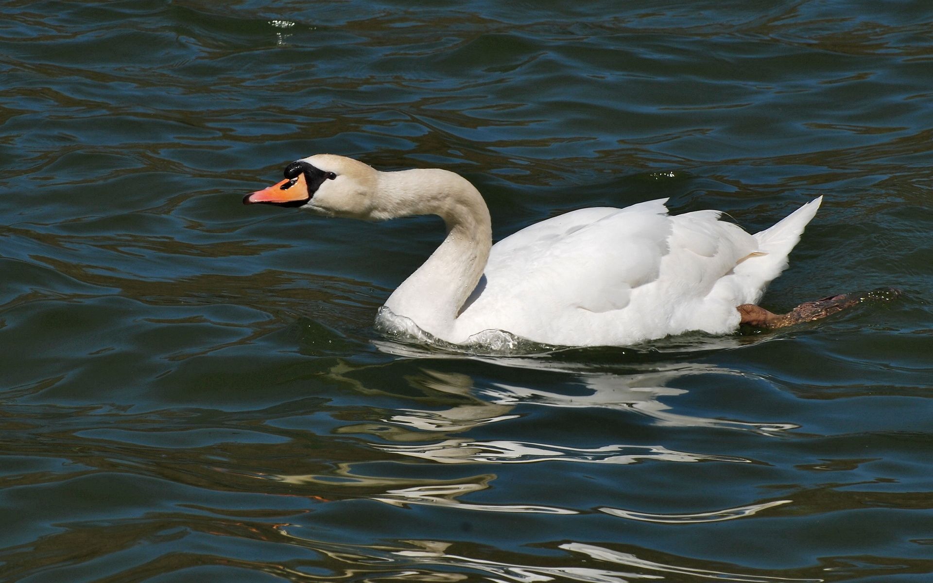 animals, bird, water surface, swan