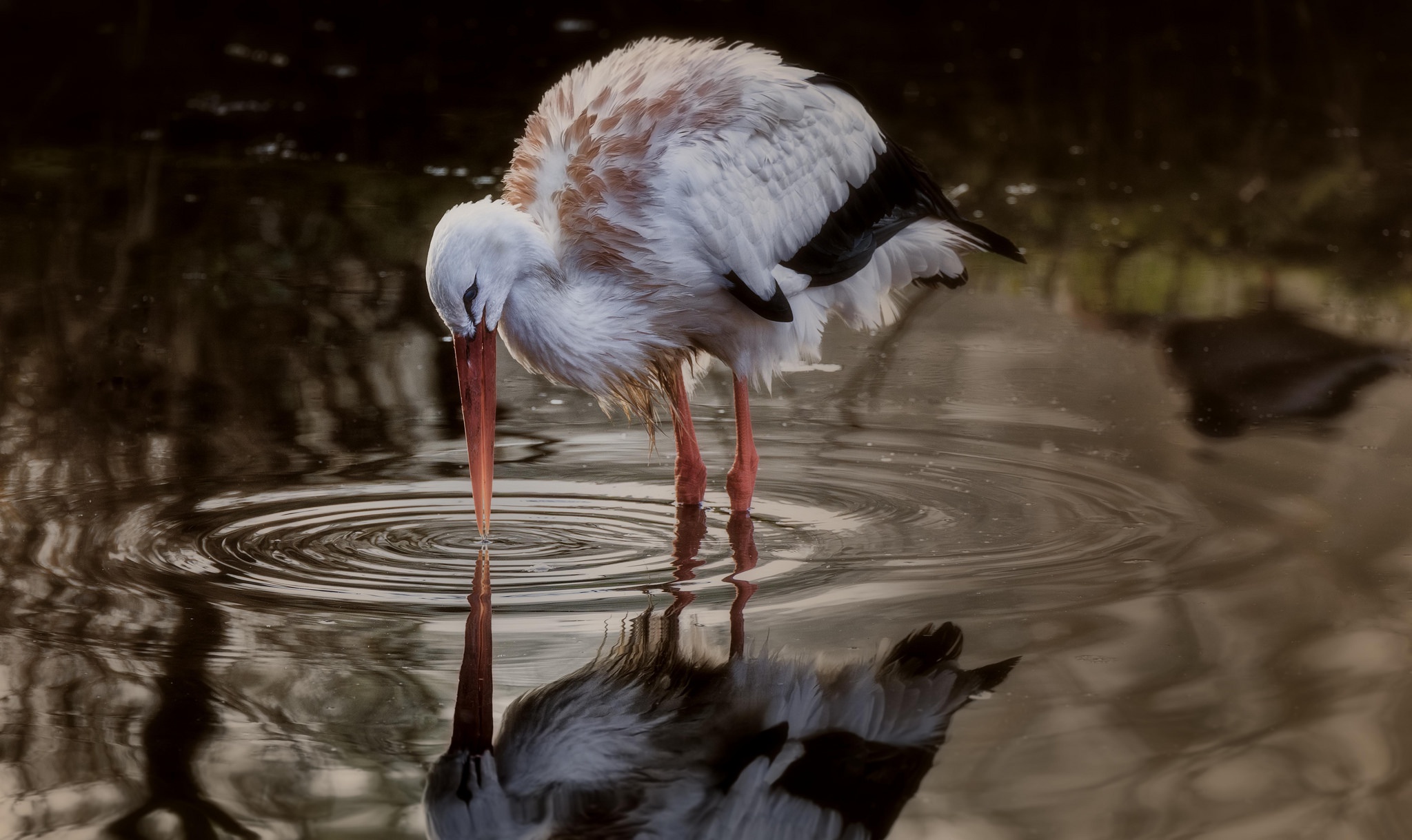 animal, white stork, bird, reflection, stork, water, birds