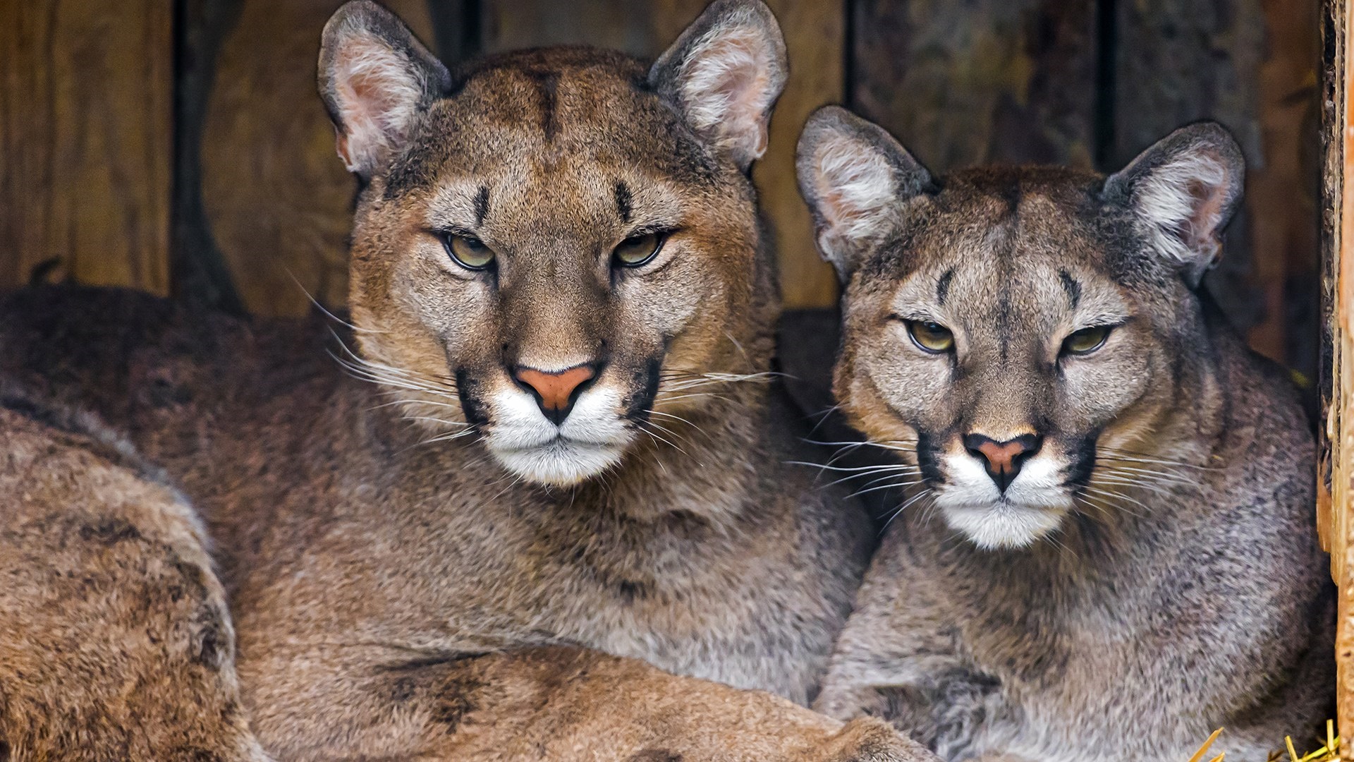 Download mobile wallpaper Cats, Animal, Cougar for free.