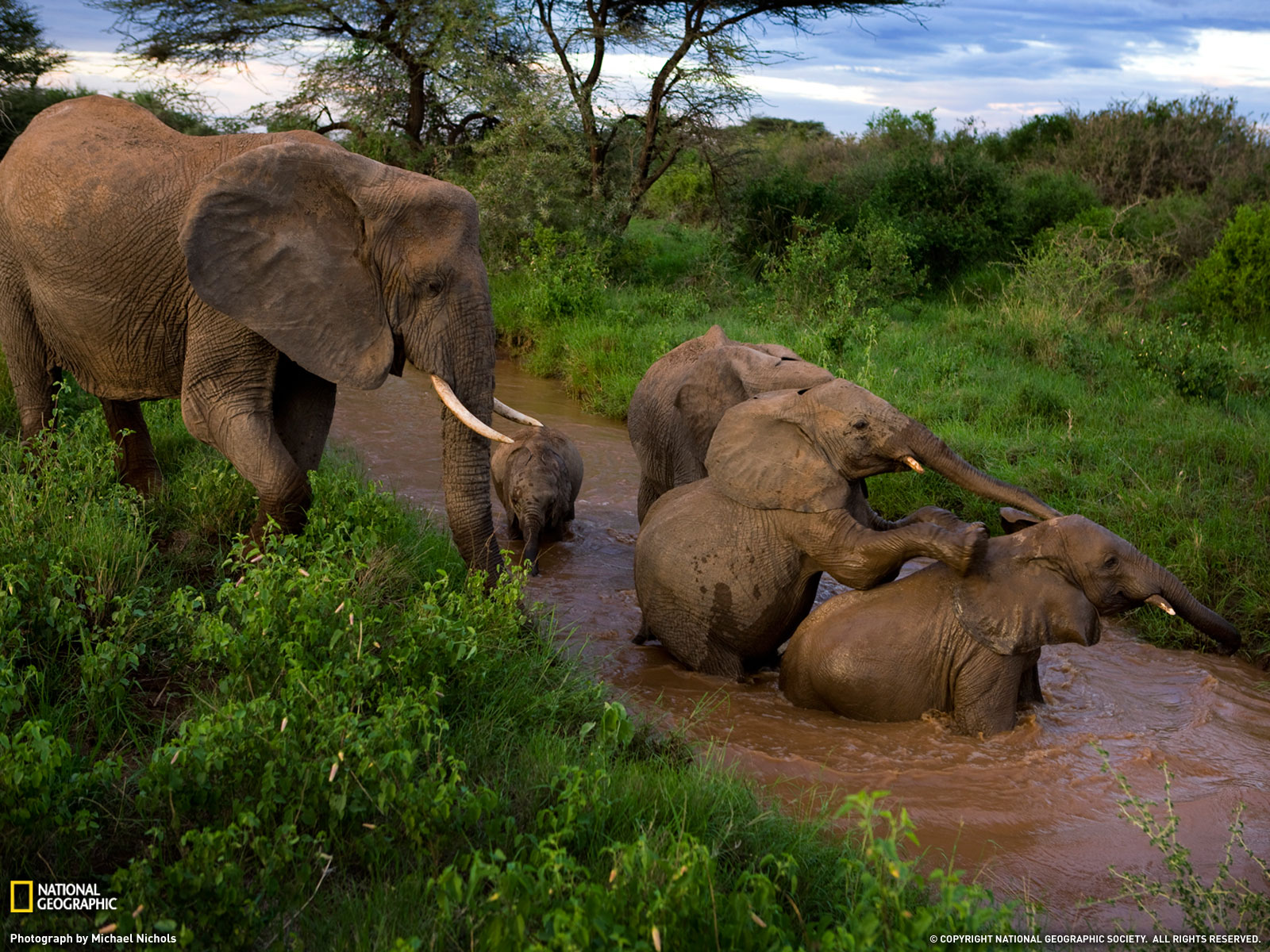 Скачать обои бесплатно Животные, Река, Слон, Африканский Слон картинка на рабочий стол ПК