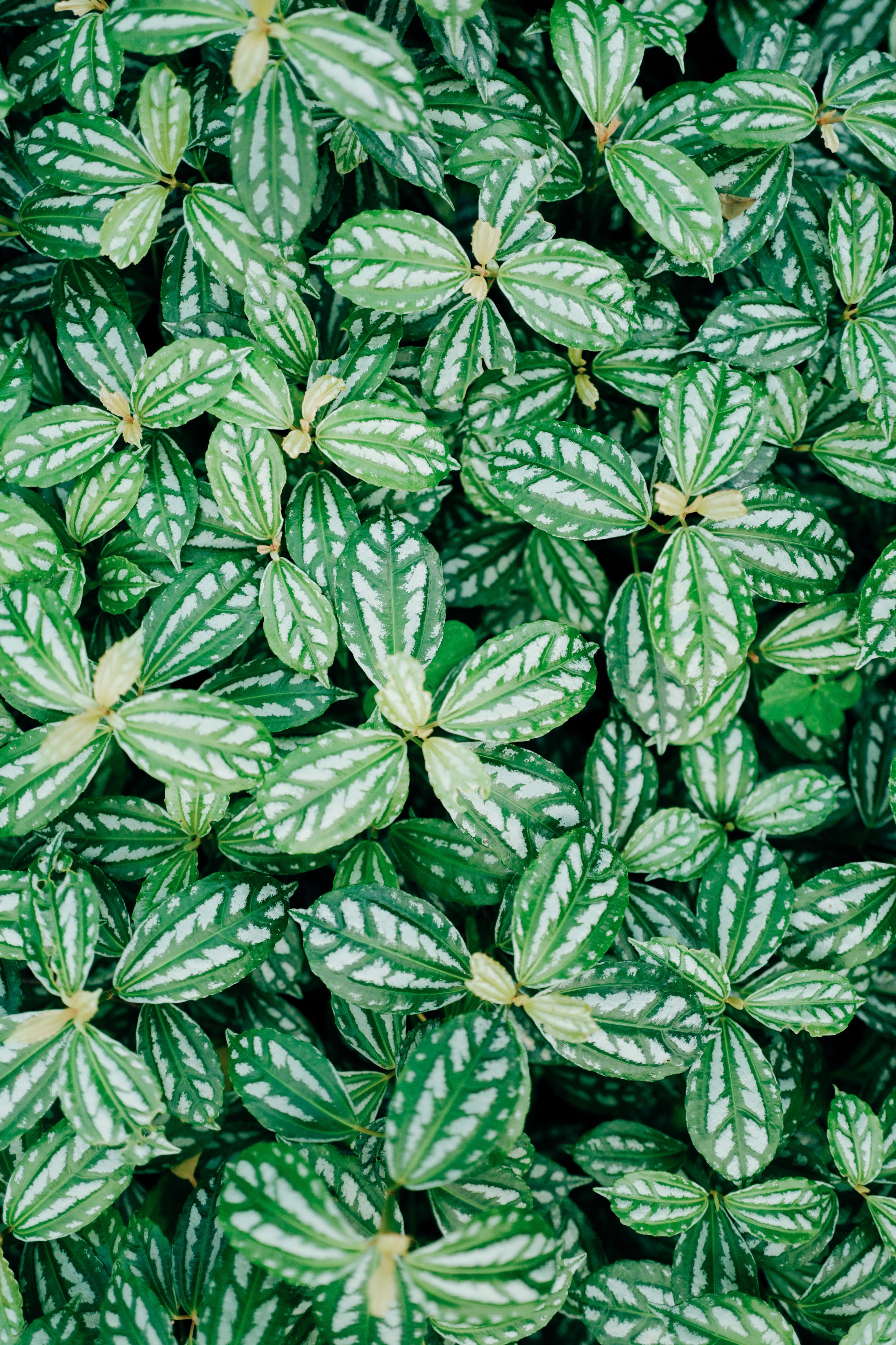 Free download wallpaper Leaves, Macro, Plant, Veins on your PC desktop