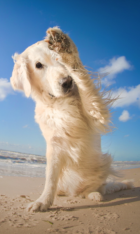 Download mobile wallpaper Dogs, Sky, Beach, Sand, Dog, Animal, Fisheye for free.