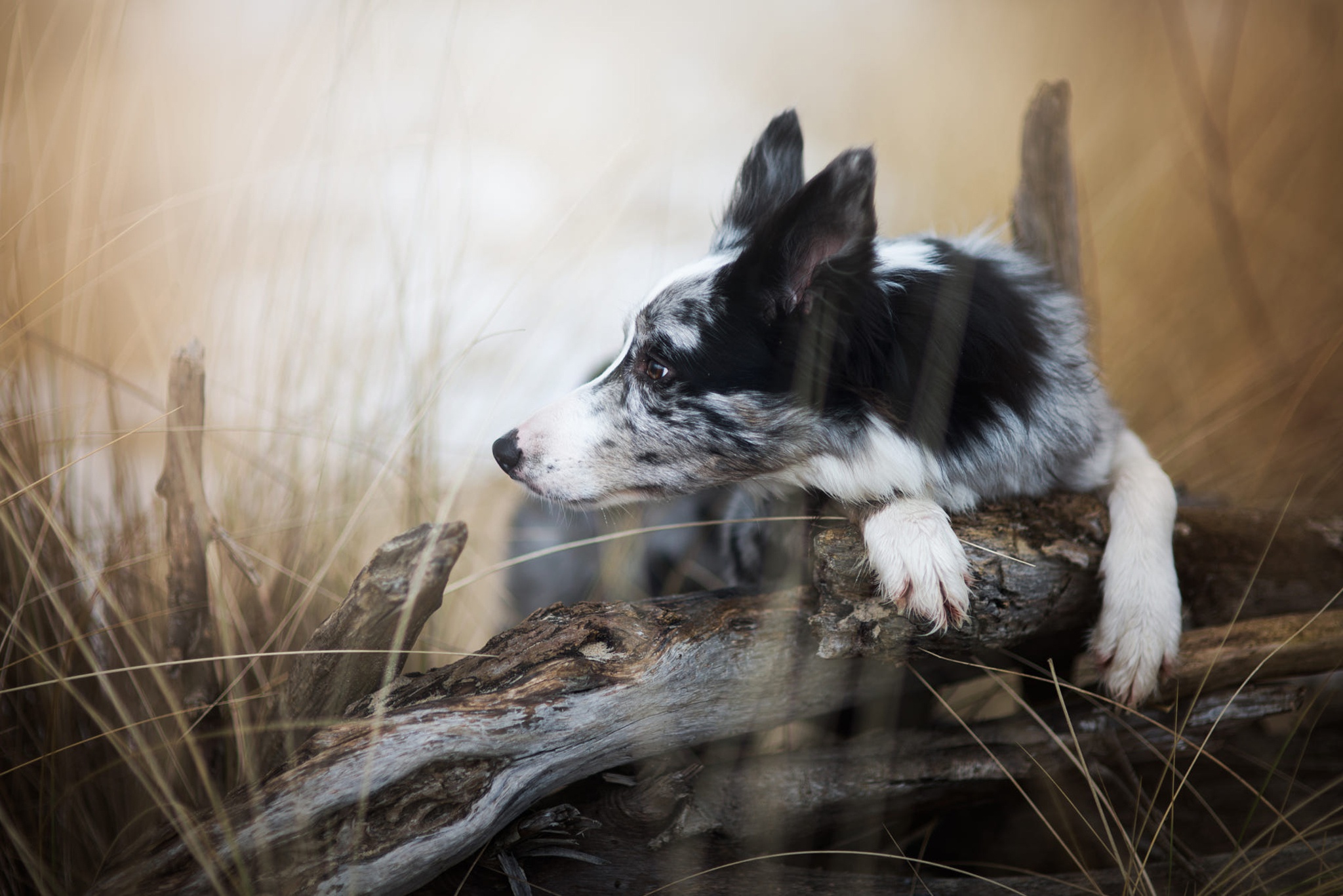 Download mobile wallpaper Dogs, Dog, Animal, Australian Shepherd for free.