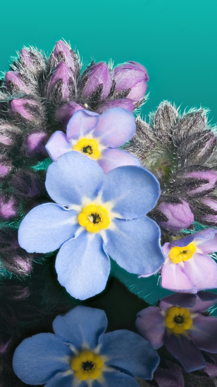 Handy-Wallpaper Natur, Blumen, Blume, Erde/natur, Spiegelung, Pinke Blume, Blaue Blume, Betrachtung kostenlos herunterladen.