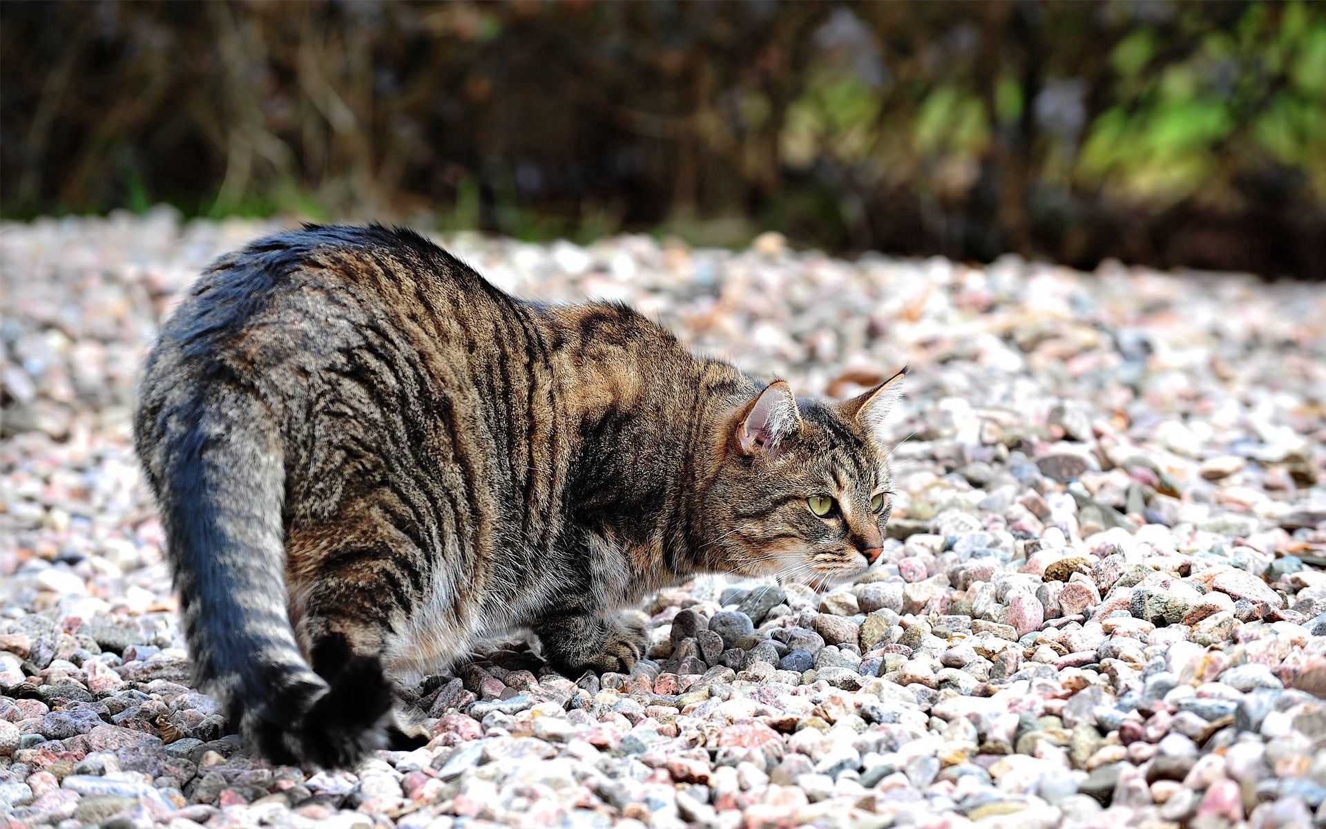 animals, stones, cat, spotted, spotty, fat, hunting, hunt, fatty