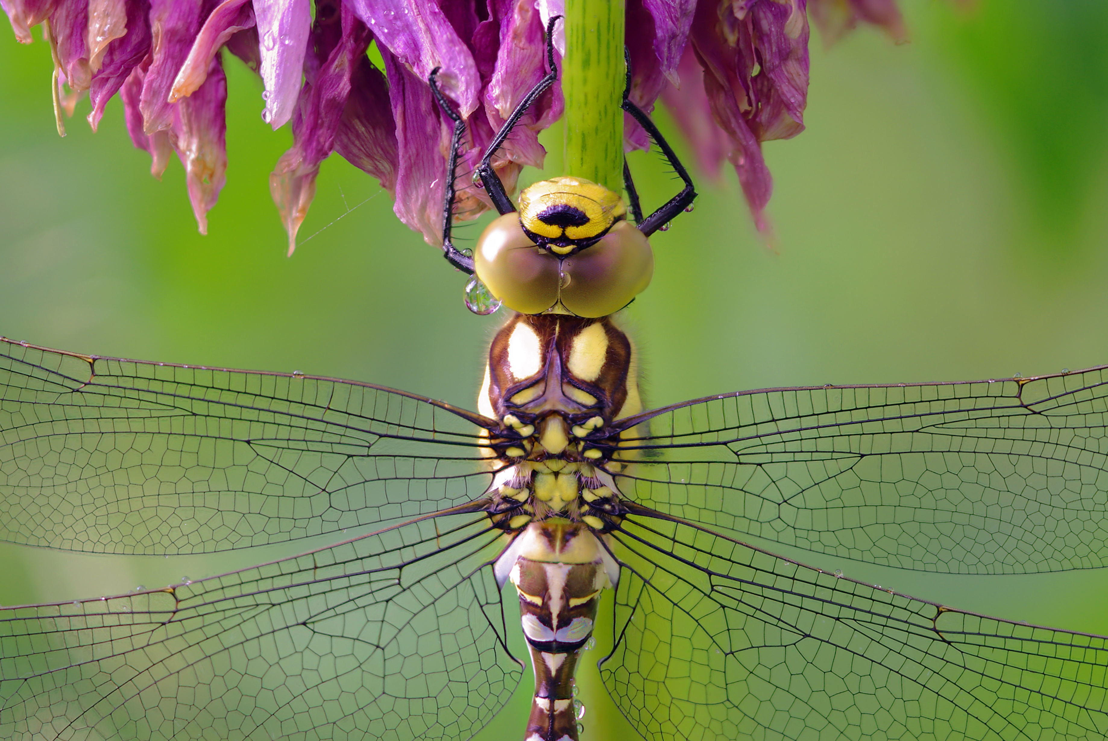 Download mobile wallpaper Insects, Insect, Animal, Dragonfly for free.