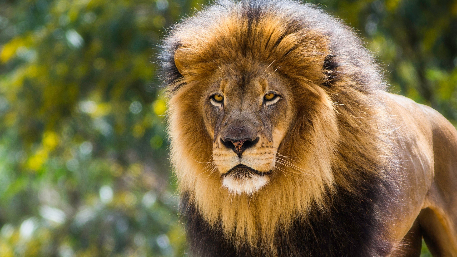 Téléchargez gratuitement l'image Lion, Chats, Animaux sur le bureau de votre PC