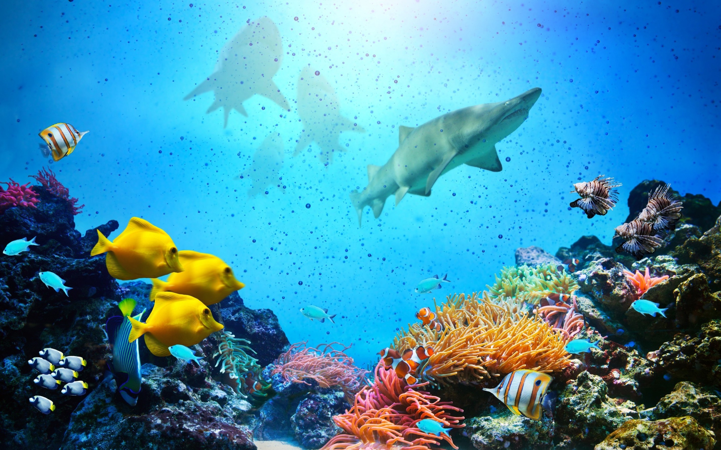 Descarga gratuita de fondo de pantalla para móvil de Arrecife De Coral, Peces, Tiburón, Pez, Submarina, Animales.