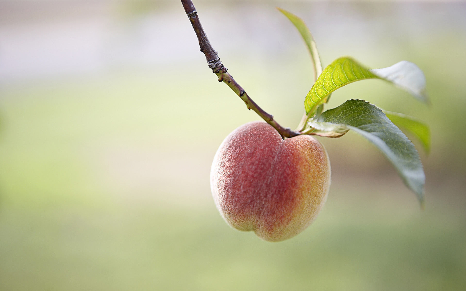 Free download wallpaper Plants, Peaches, Fruits on your PC desktop