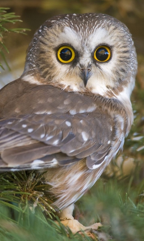 Téléchargez des papiers peints mobile Animaux, Hibou, Des Oiseaux gratuitement.