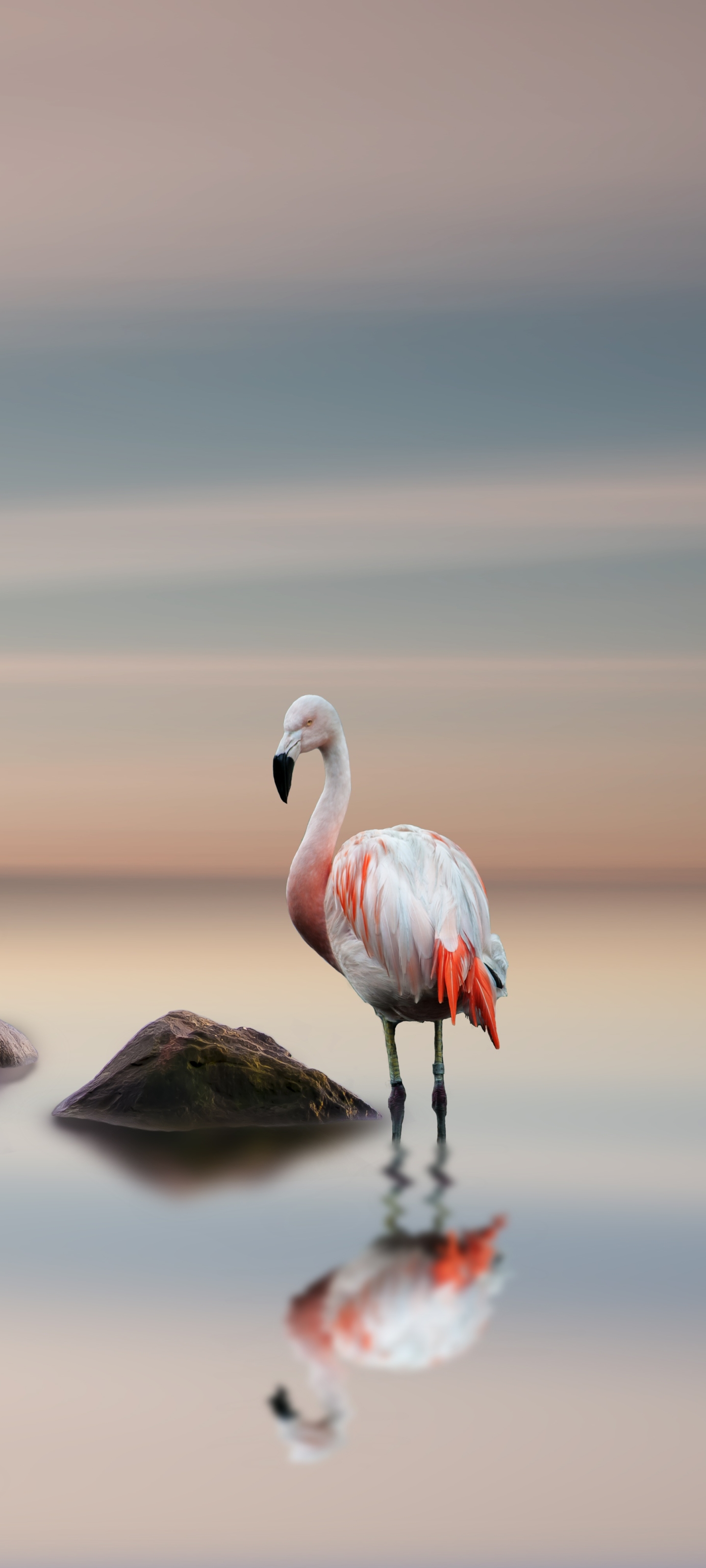 Téléchargez gratuitement l'image Animaux, Réflexion, Oiseau, Des Oiseaux, Flamant Rose, Réflection sur le bureau de votre PC