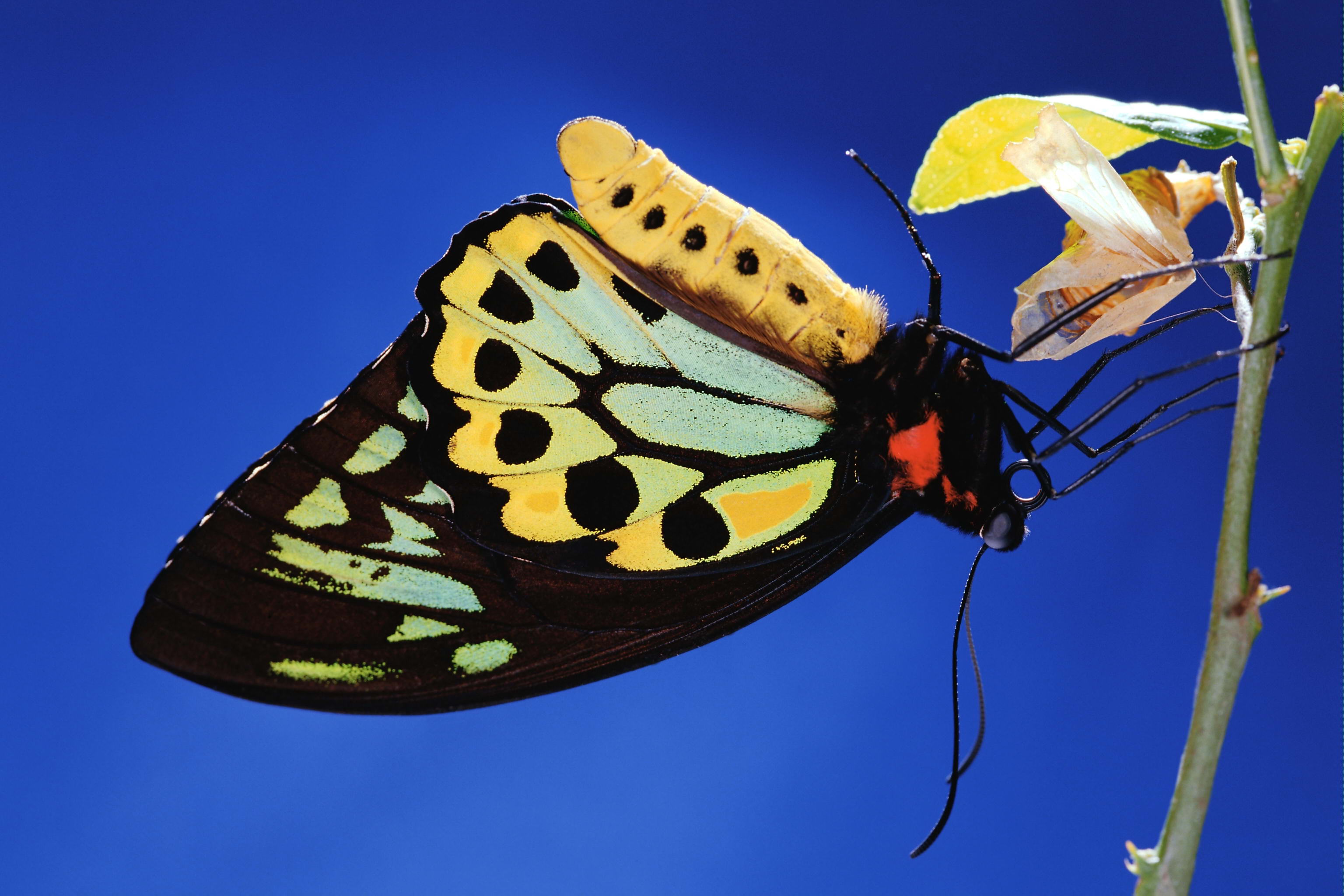 Скачать обои бесплатно Животные, Бабочка картинка на рабочий стол ПК