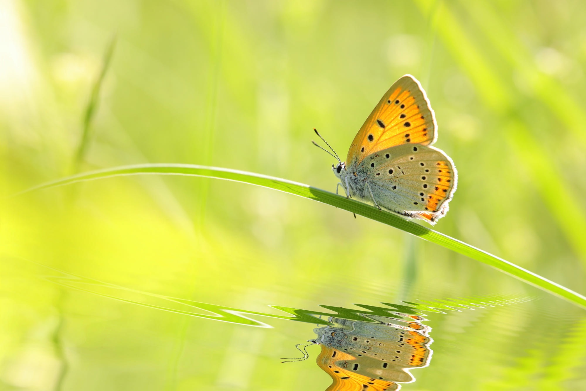 Baixar papel de parede para celular de Animais, Borboleta, Reflecção gratuito.