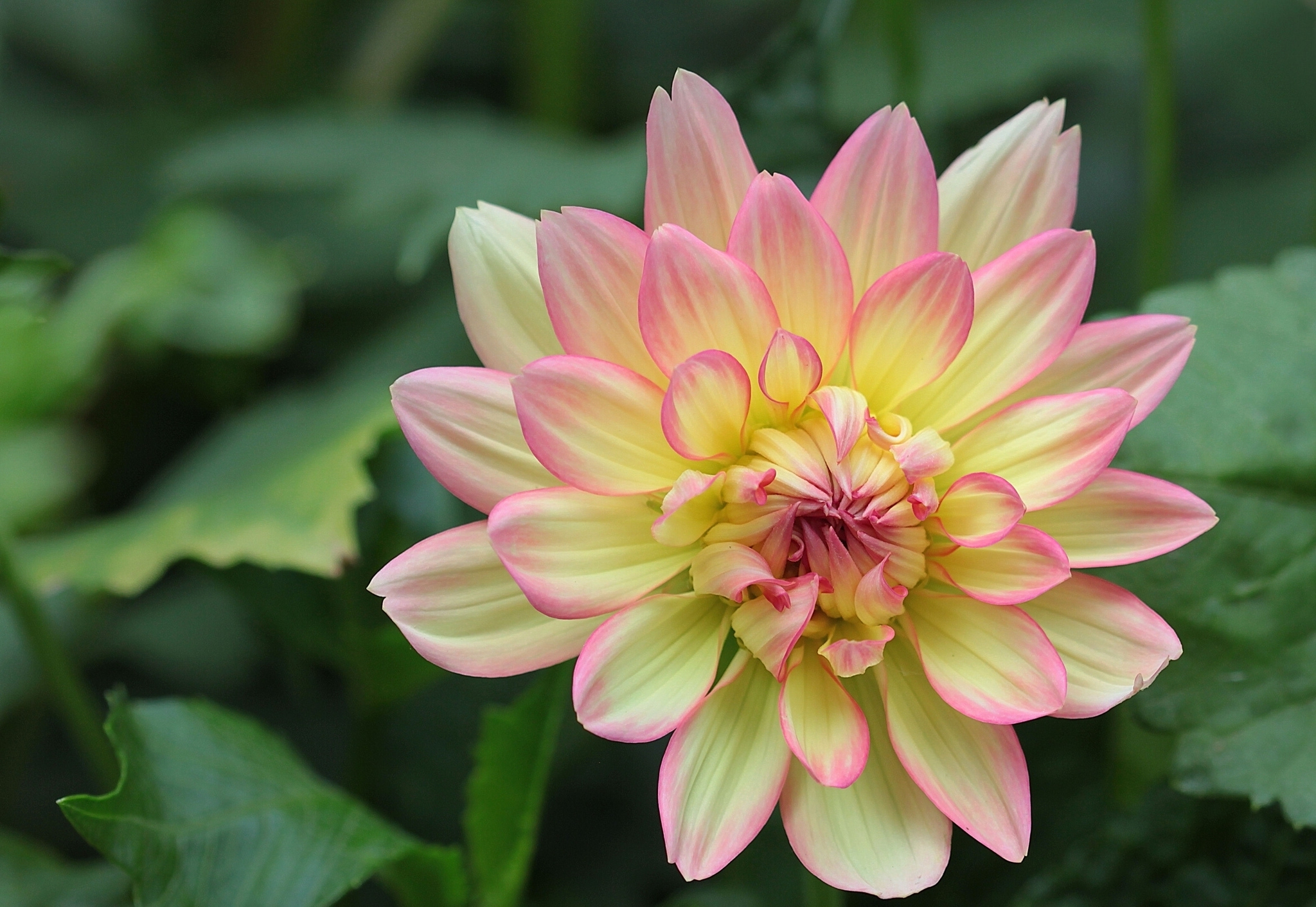 Laden Sie das Blumen, Blume, Makro, Dahlien, Blütenblatt, Erde/natur-Bild kostenlos auf Ihren PC-Desktop herunter