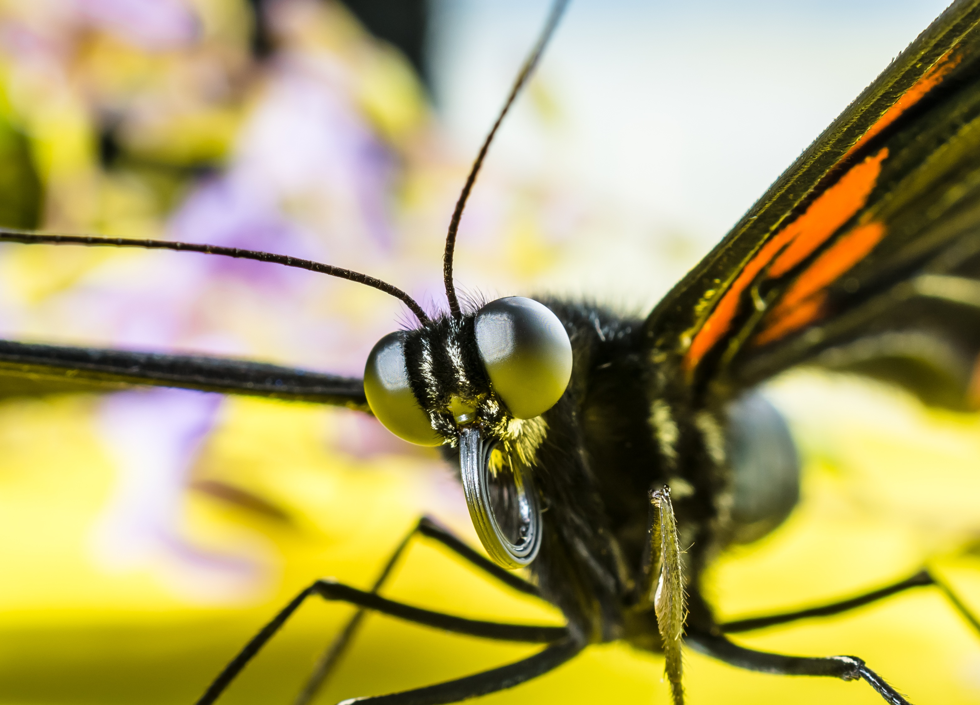Téléchargez gratuitement l'image Insecte, Yeux, Papillon, Macro sur le bureau de votre PC