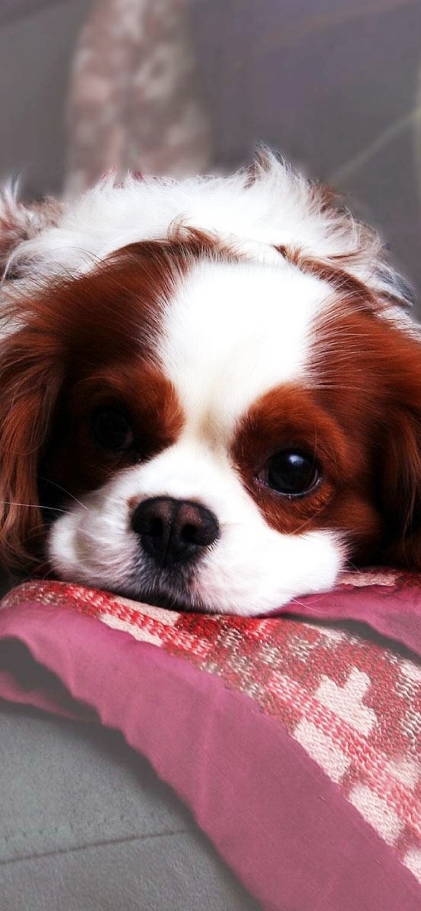 Download mobile wallpaper Dogs, Dog, Animal, Puppy, King Charles Spaniel for free.
