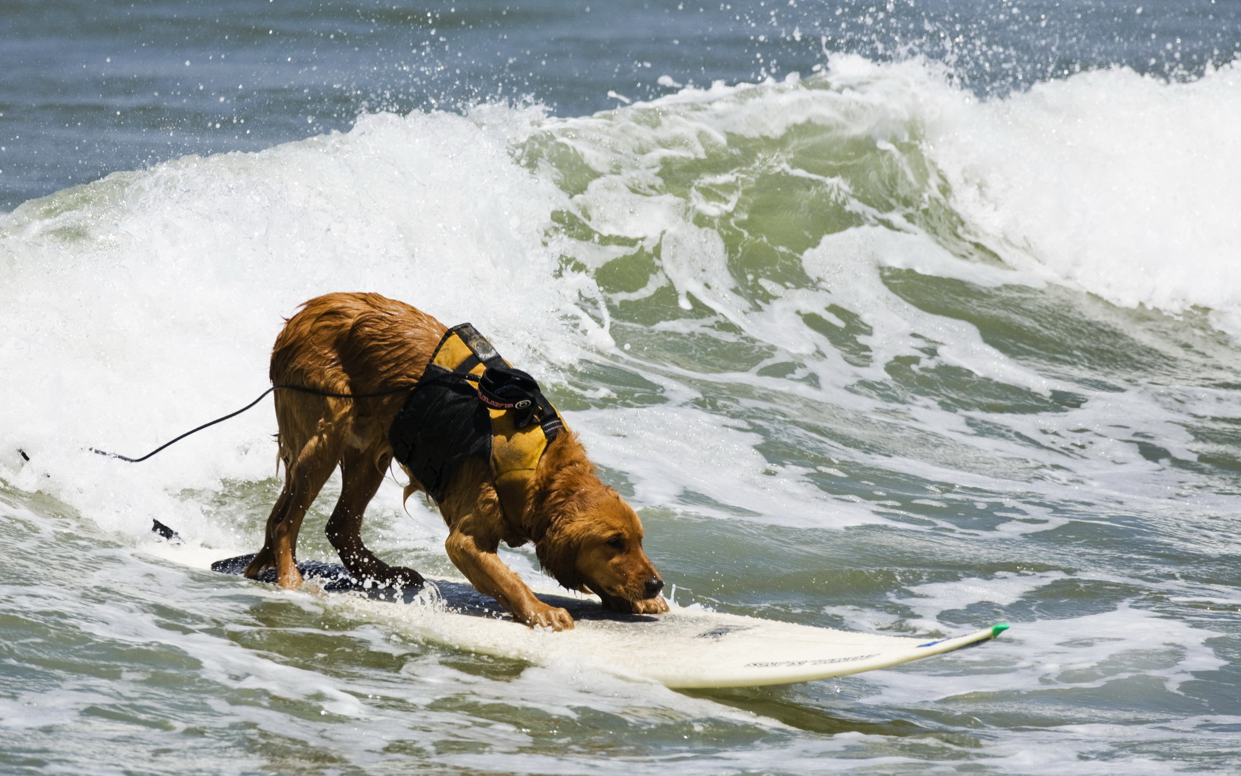 Baixe gratuitamente a imagem Animais, Cães, Cão na área de trabalho do seu PC