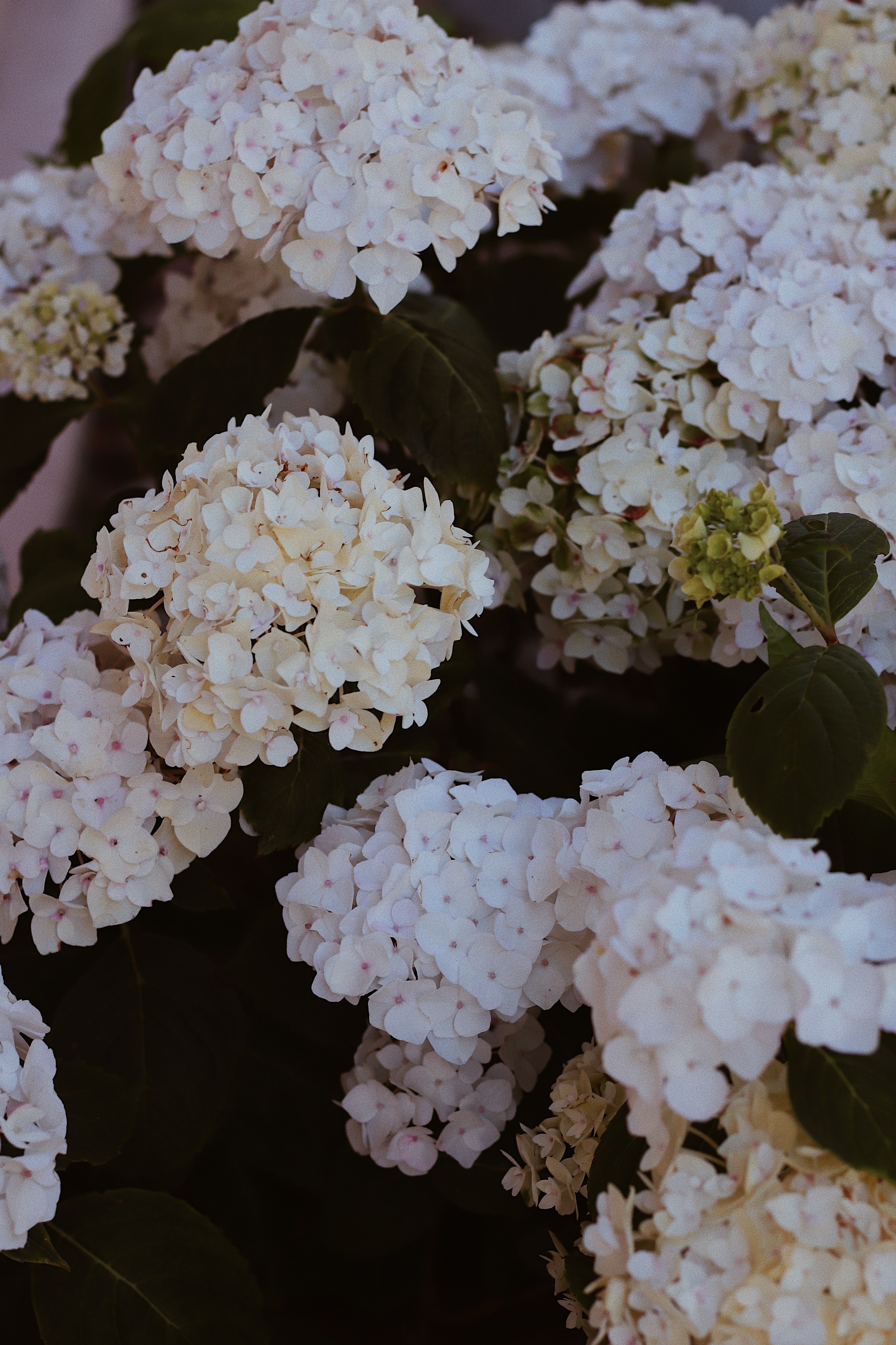 Descarga gratis la imagen Arbusto, Florecer, Floración, Hortensia, Flores en el escritorio de tu PC