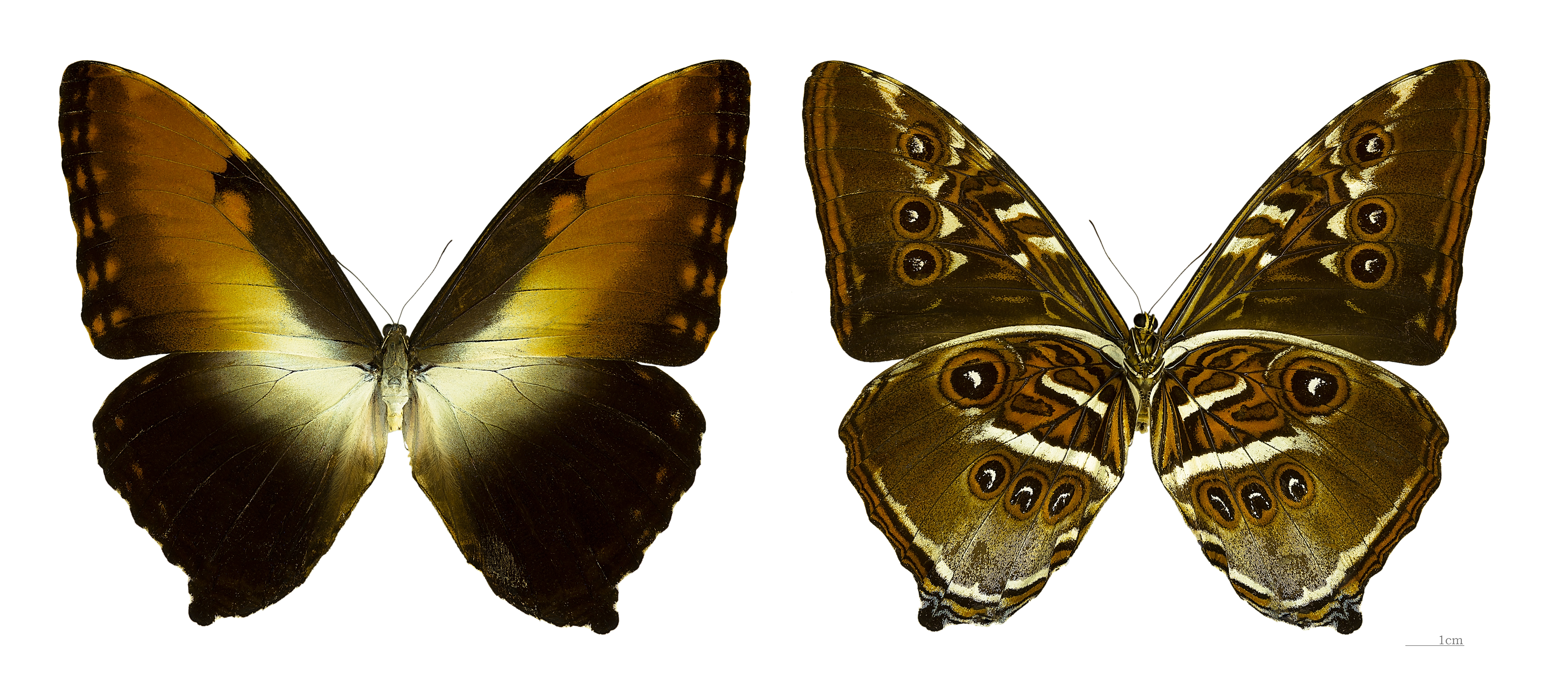 1538007 Bildschirmschoner und Hintergrundbilder Schmetterlinge auf Ihrem Telefon. Laden Sie  Bilder kostenlos herunter