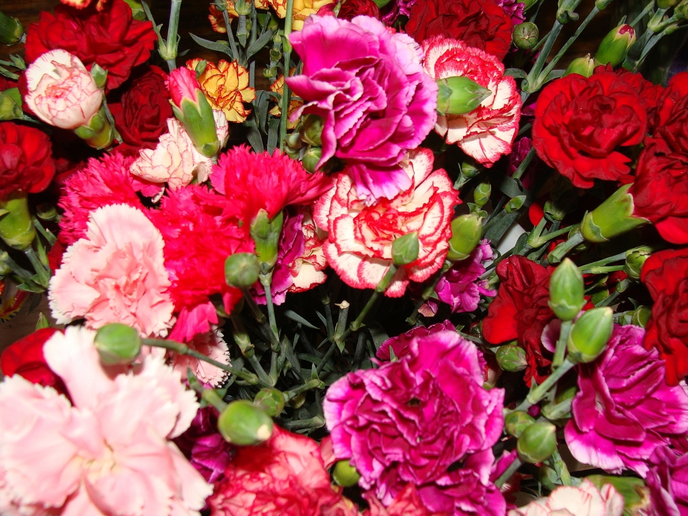 Laden Sie das Nelken, Blumen, Pflanzen-Bild kostenlos auf Ihren PC-Desktop herunter