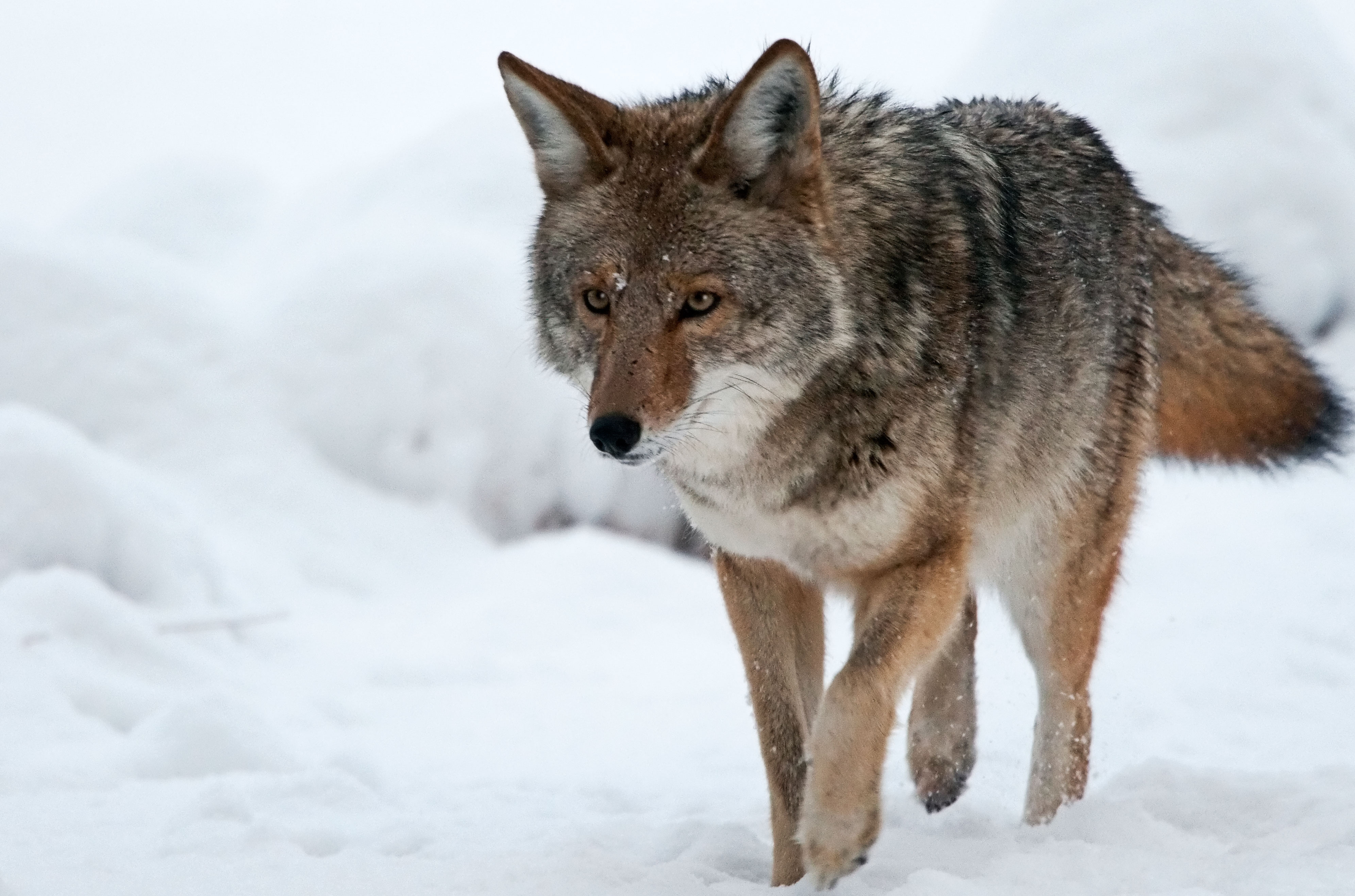 532902 télécharger le fond d'écran coyote, animaux - économiseurs d'écran et images gratuitement