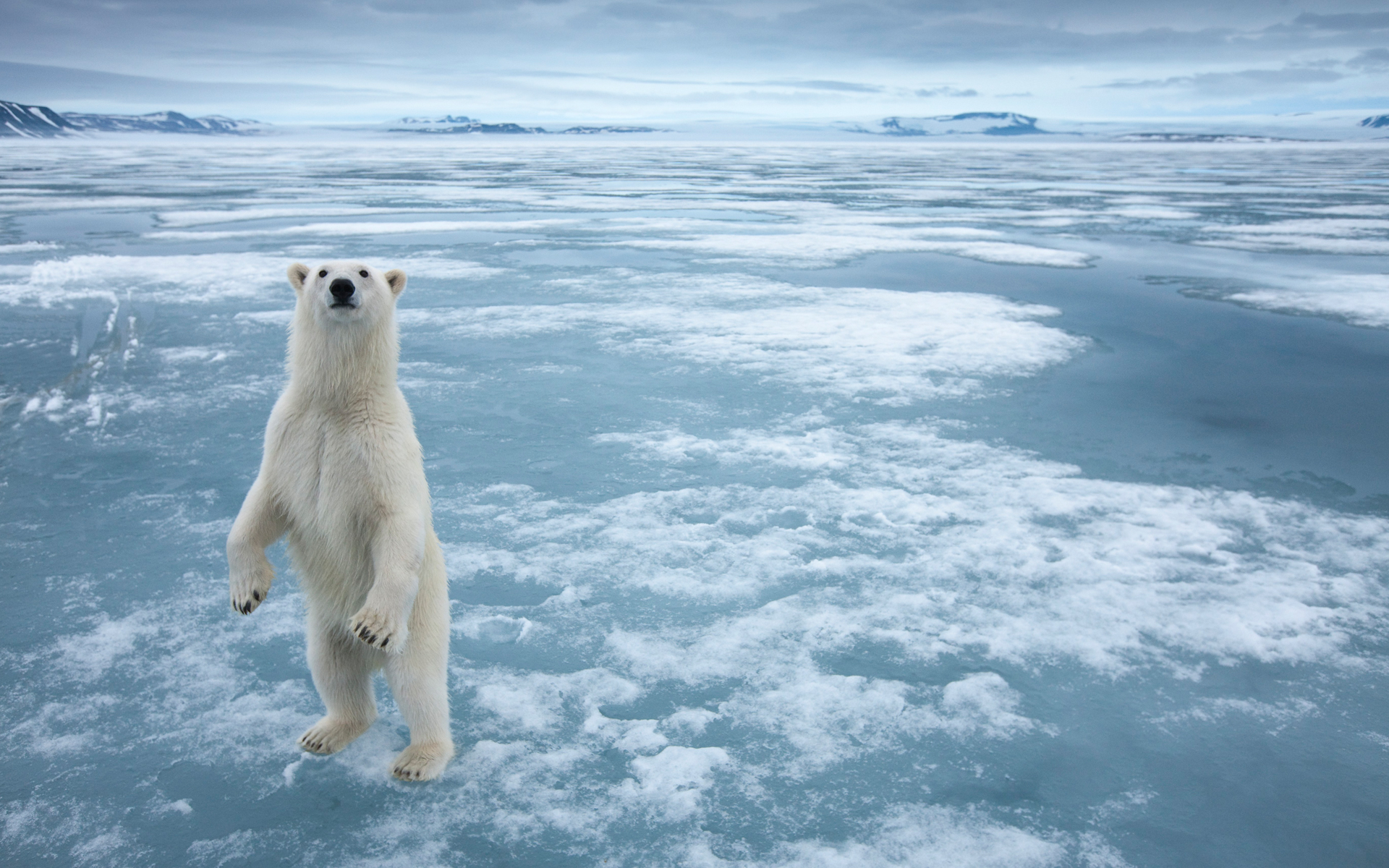 Laden Sie das Tiere, Natur, Eisbär-Bild kostenlos auf Ihren PC-Desktop herunter