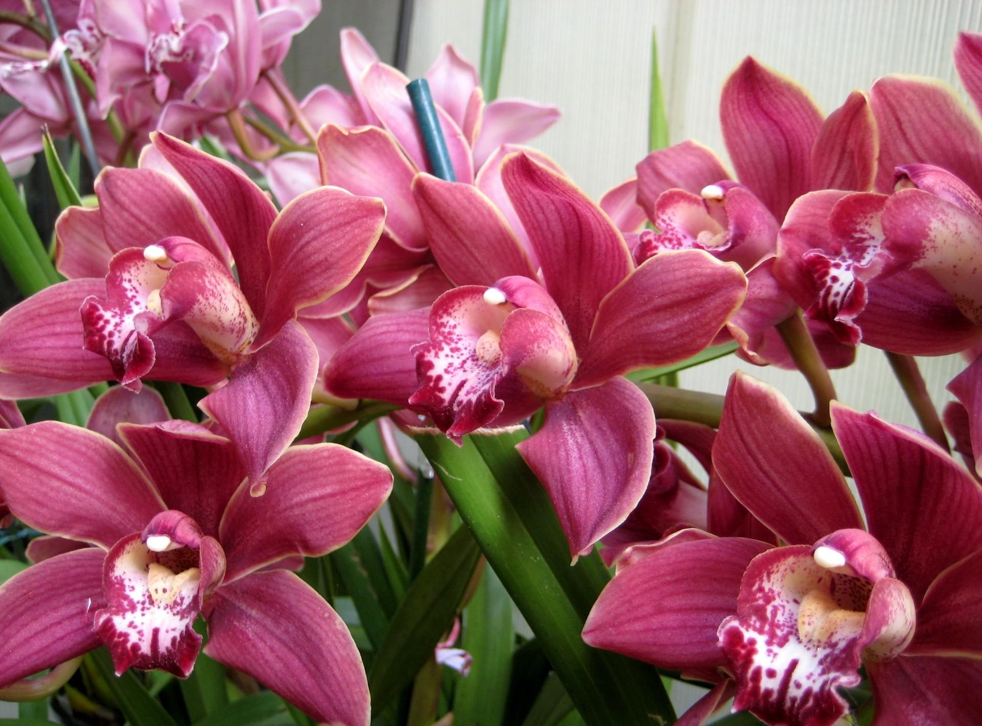 Скачать обои бесплатно Красота, Орхидеи, Цветы, Зелень картинка на рабочий стол ПК