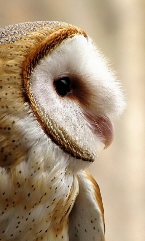 Download mobile wallpaper Birds, Animal, Barn Owl for free.