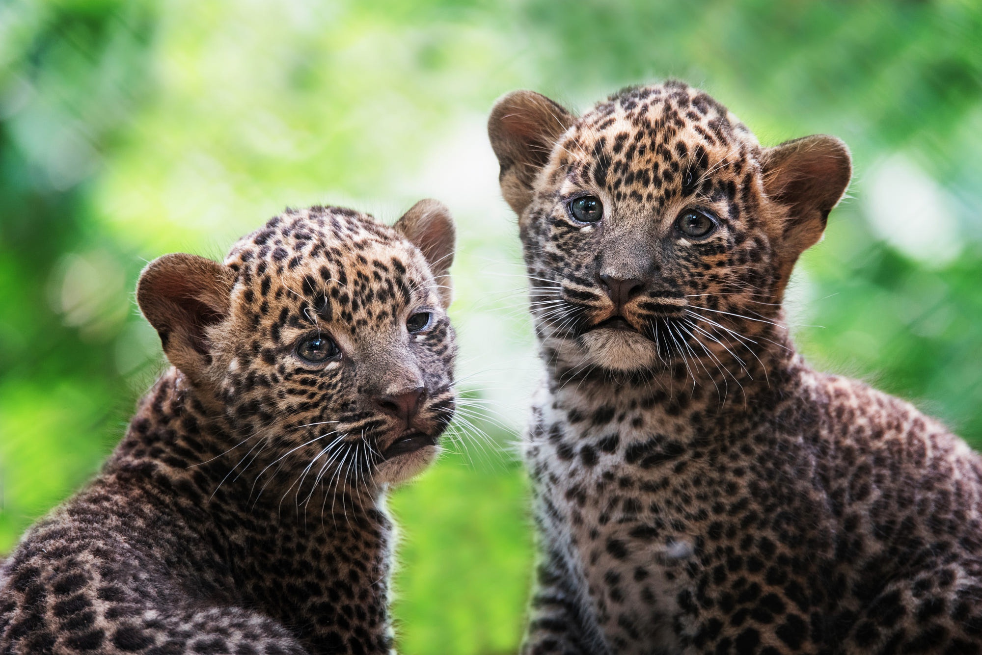 Free download wallpaper Cats, Leopard, Animal, Baby Animal, Cub on your PC desktop