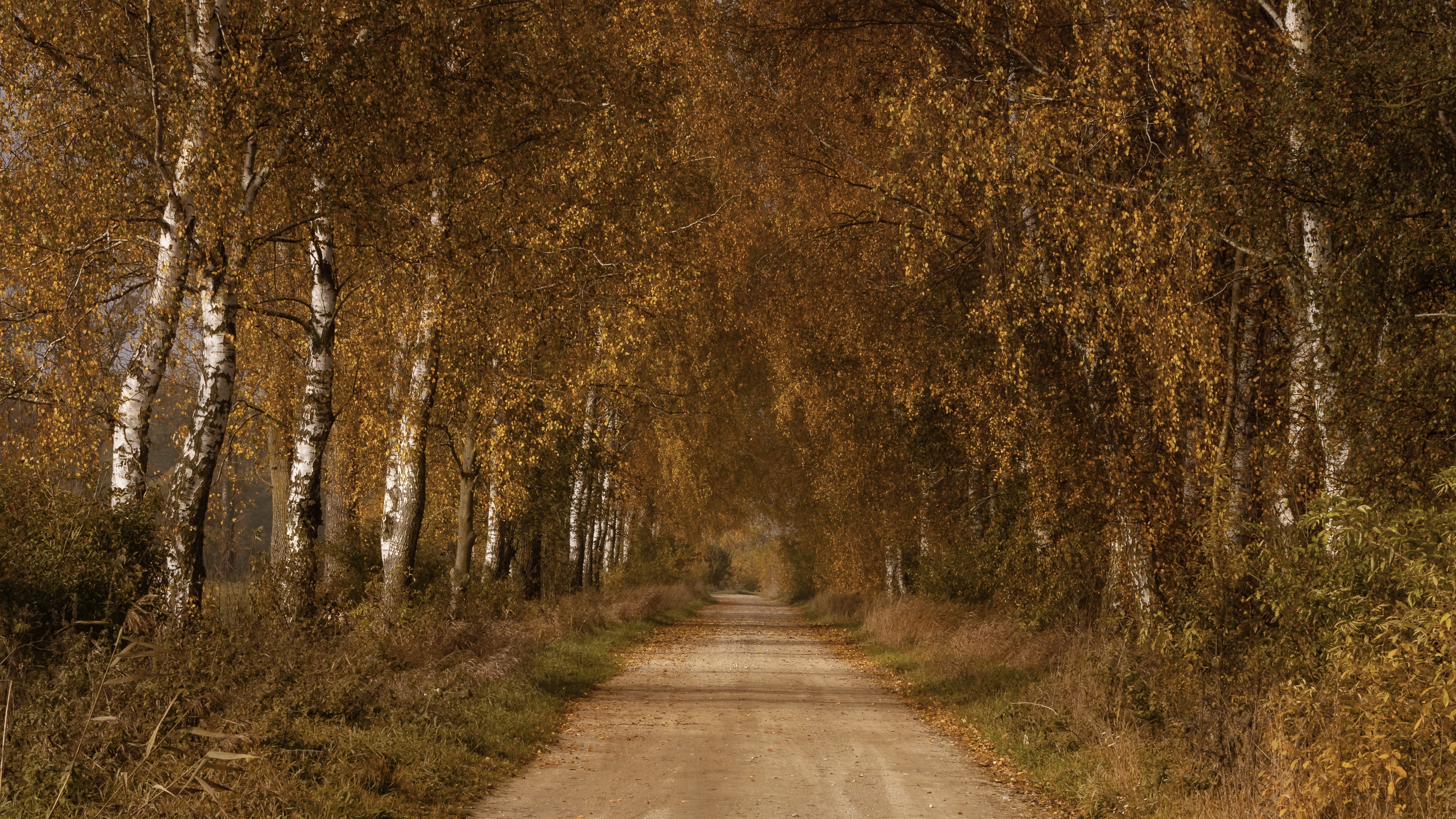 Free download wallpaper Road, Fall, Path, Birch, Man Made on your PC desktop