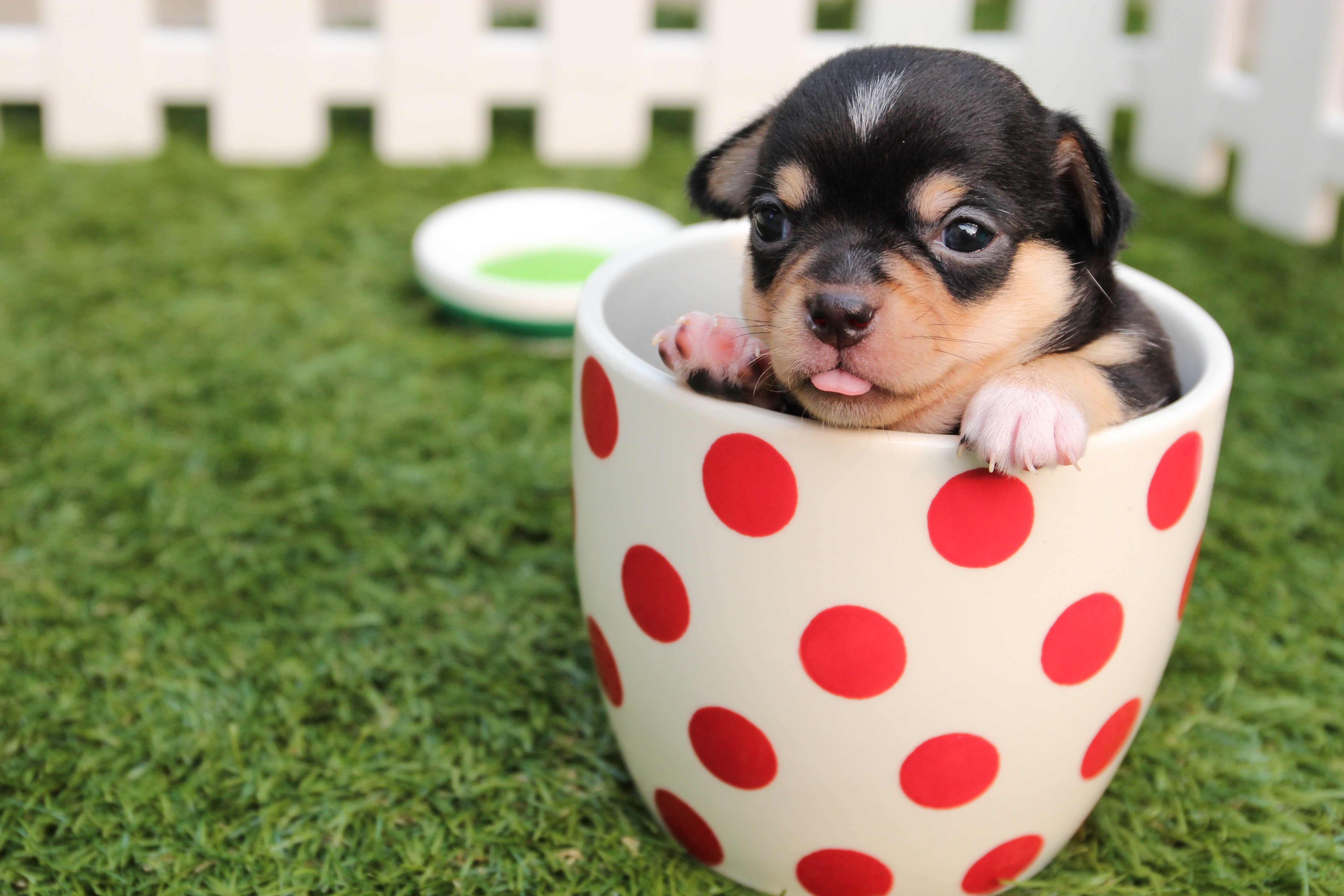 Free download wallpaper Puppy, Cup, Dog, Animals on your PC desktop