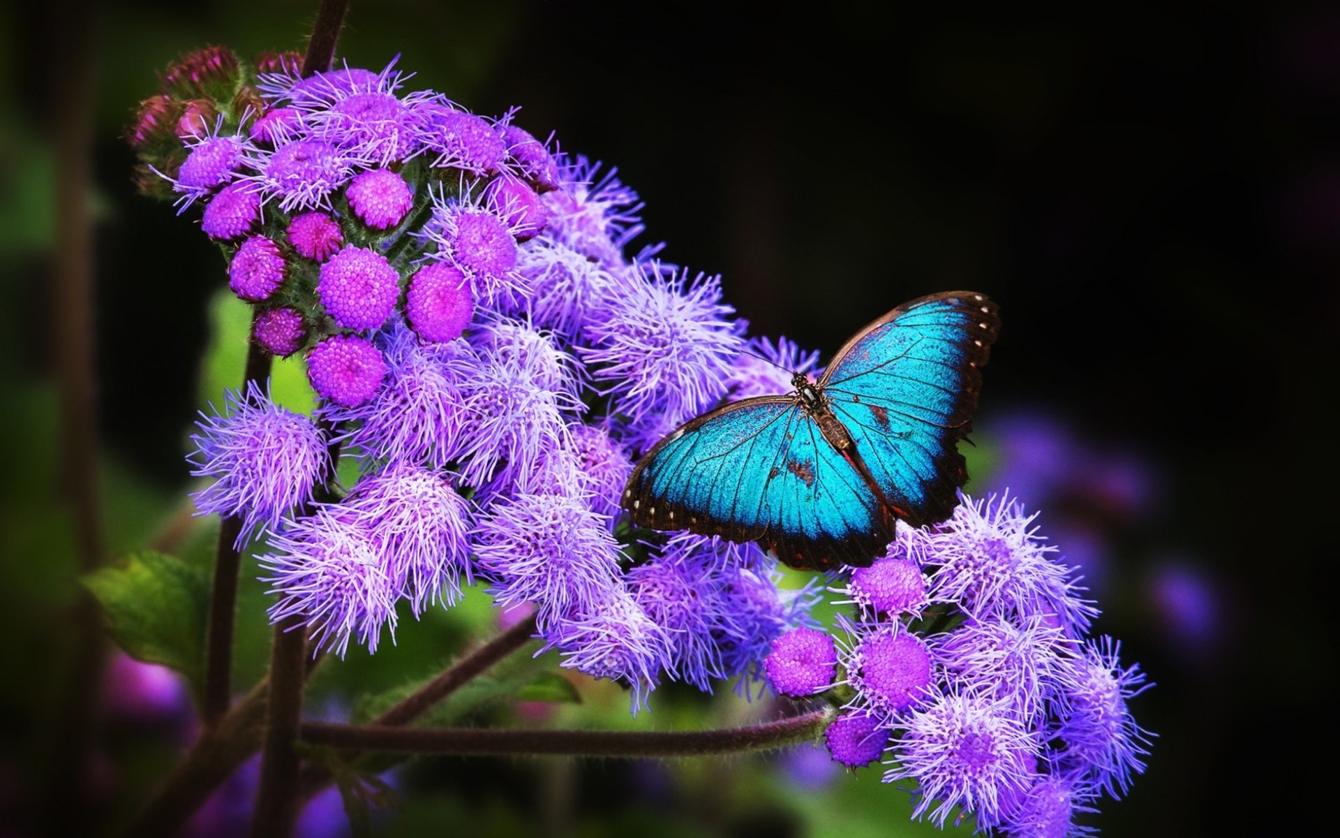 Download mobile wallpaper Butterfly, Animal for free.