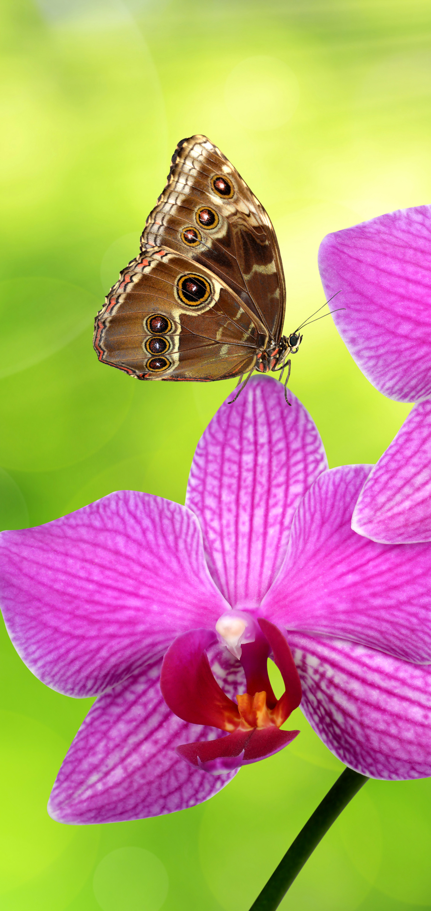 Скачати мобільні шпалери Квітка, Метелик, Тварина, Орхідея, Рожева Квітка безкоштовно.