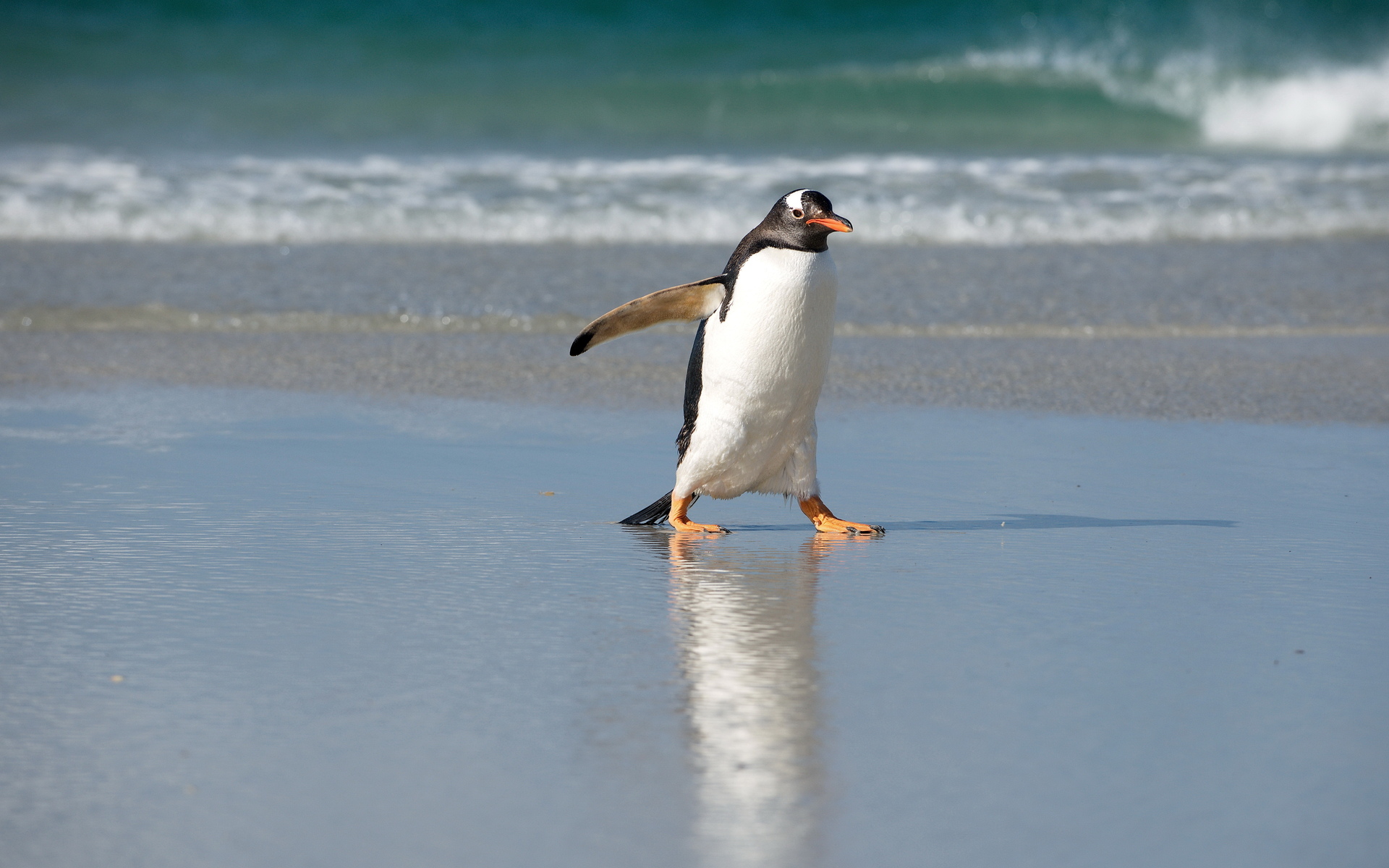 Baixar papel de parede para celular de Animais, Aves, Pinguim gratuito.