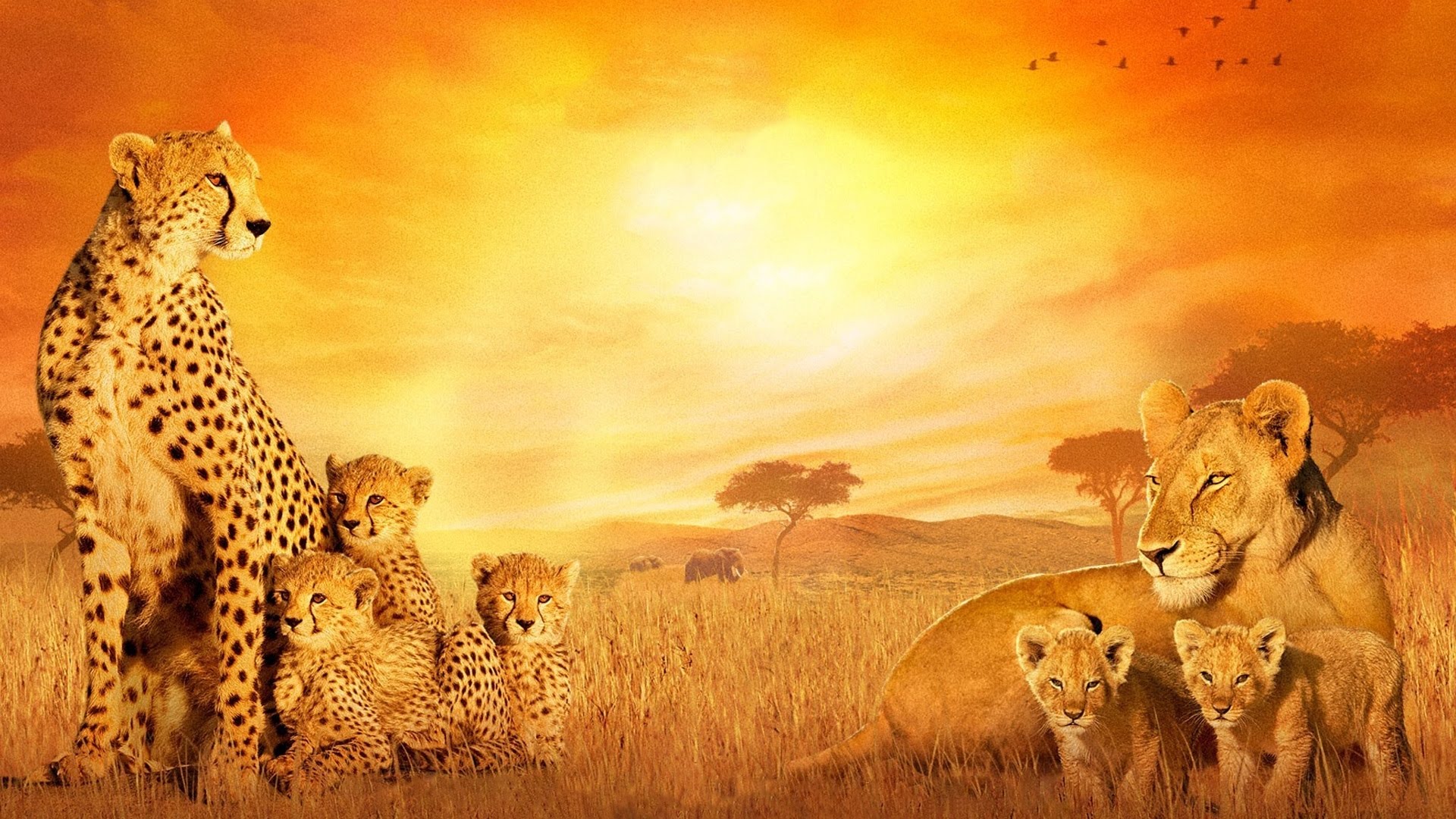 Скачати мобільні шпалери Африканські Кішки: Королівство Сміливих, Гепард, Дісней, Лев, Коти, Фільм безкоштовно.