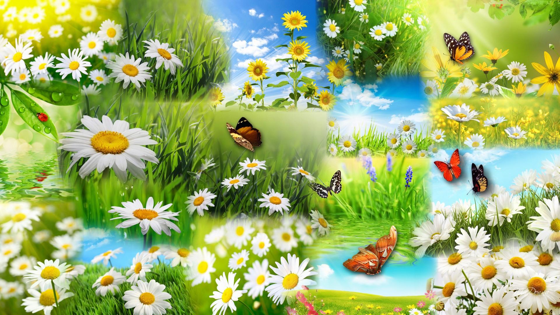 Laden Sie das Schmetterlinge, Collage, Frühling, Sonnenblume, Gänseblümchen, Gras, Gelbe Blume, Weiße Blume, Künstlerisch-Bild kostenlos auf Ihren PC-Desktop herunter