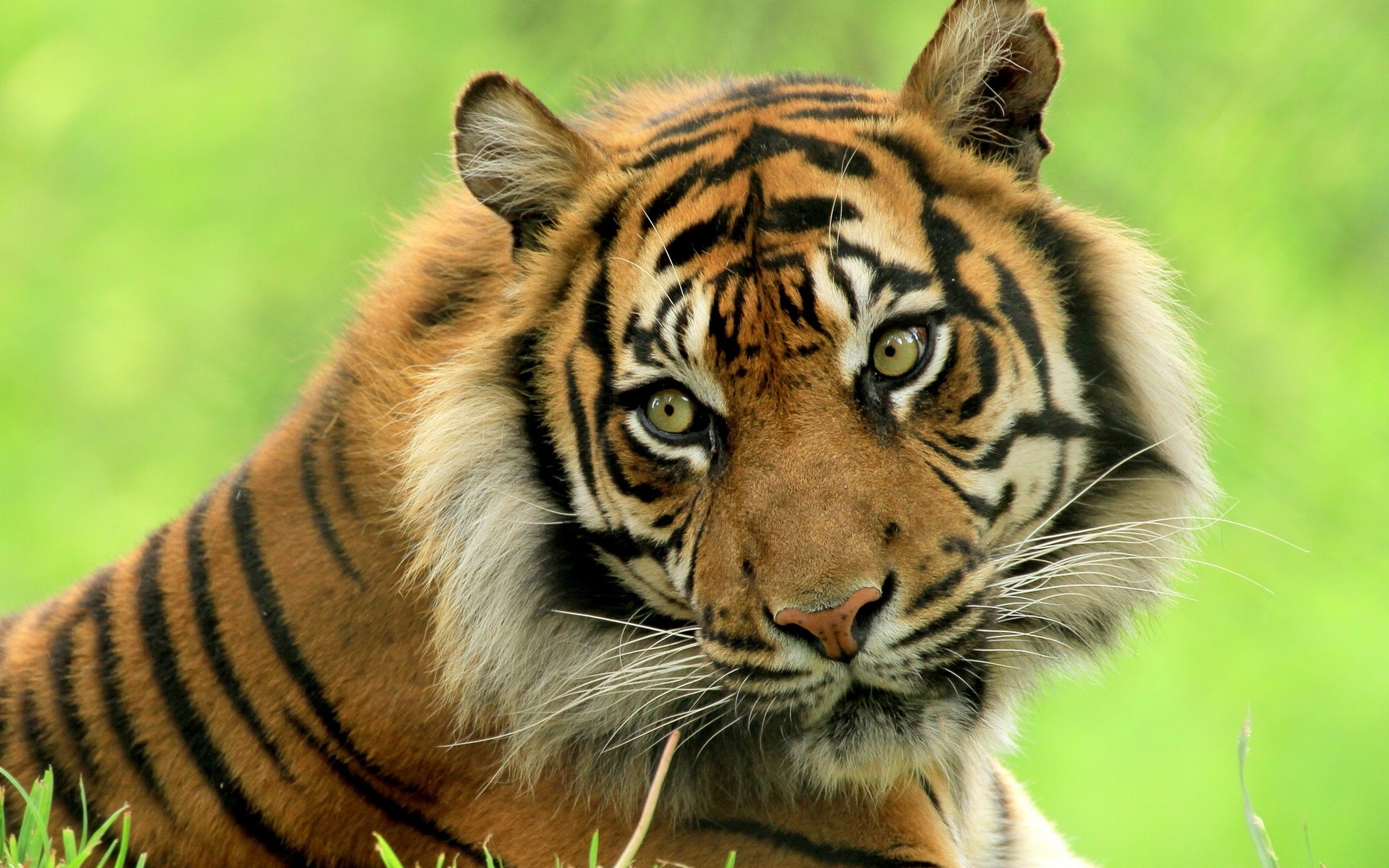 Téléchargez des papiers peints mobile Animaux, Chats, Tigre gratuitement.