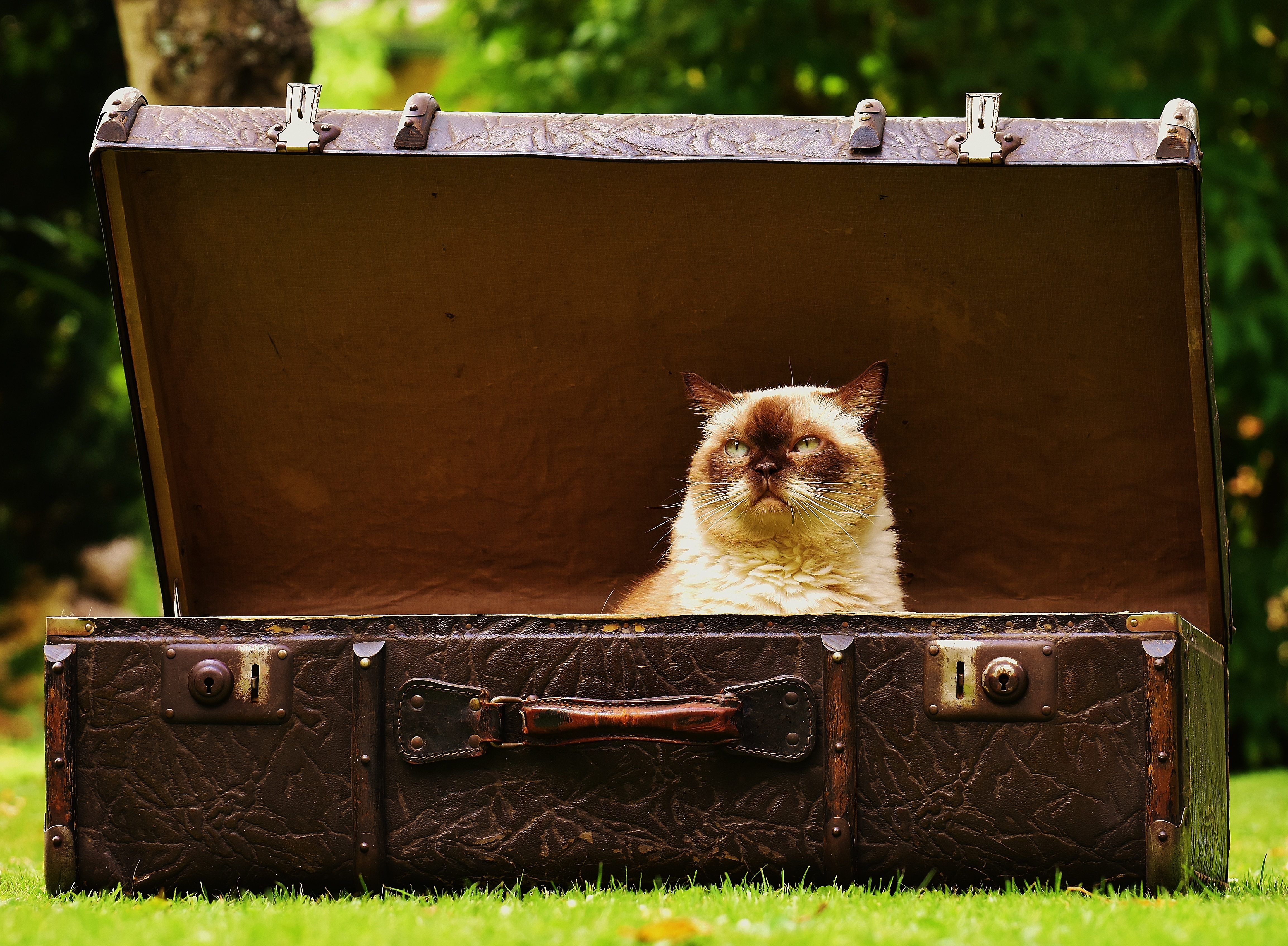 69424 завантажити картинку тварини, кіт, кішка, антикваріат, чемодан, валіза - шпалери і заставки безкоштовно