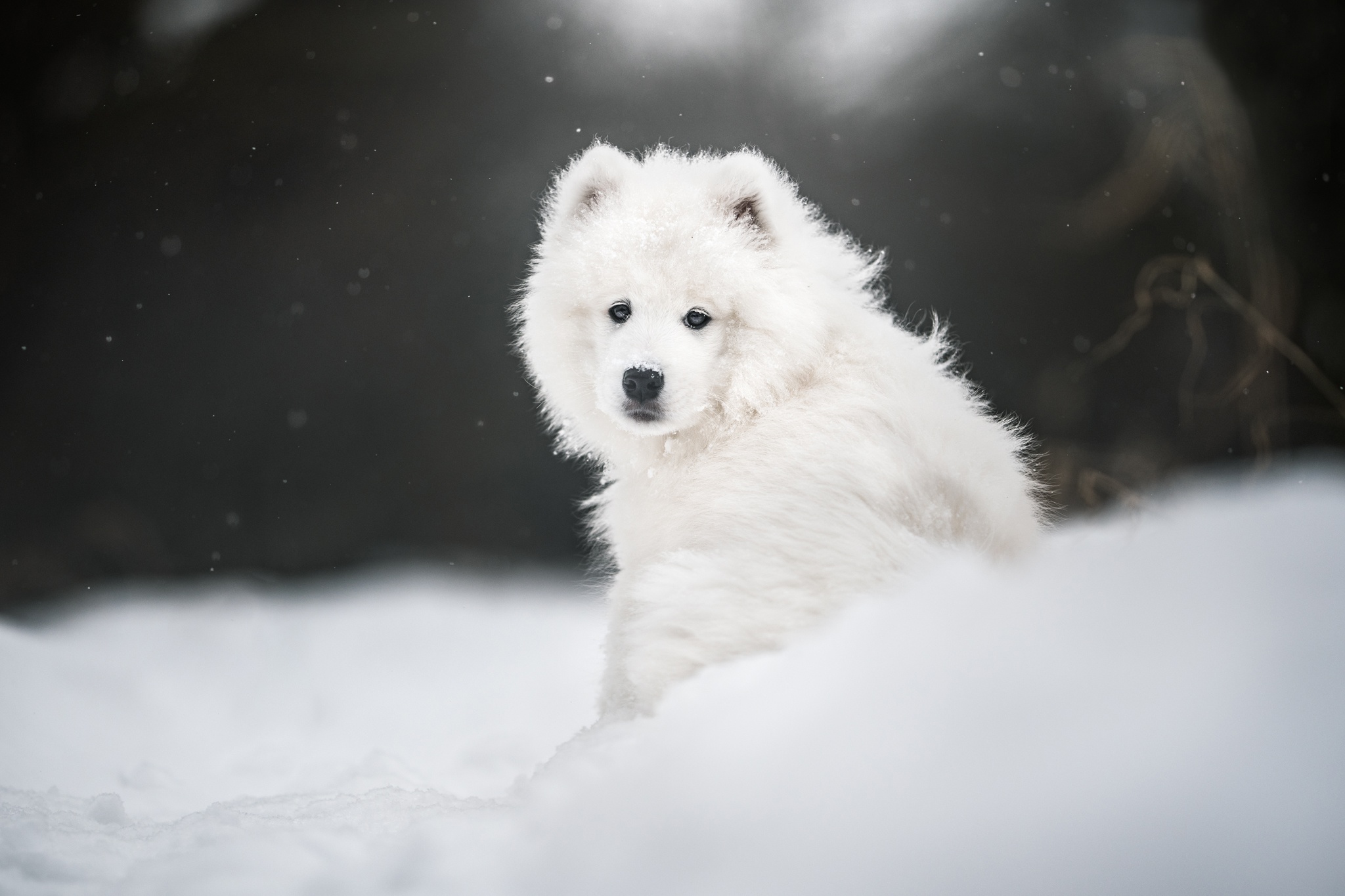 Laden Sie das Tiere, Hunde, Schnee, Hund, Samojede-Bild kostenlos auf Ihren PC-Desktop herunter