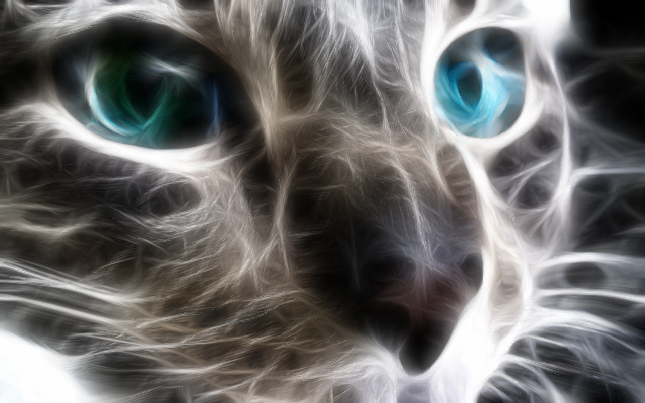 Free download wallpaper Cat, Kitten, Animal on your PC desktop