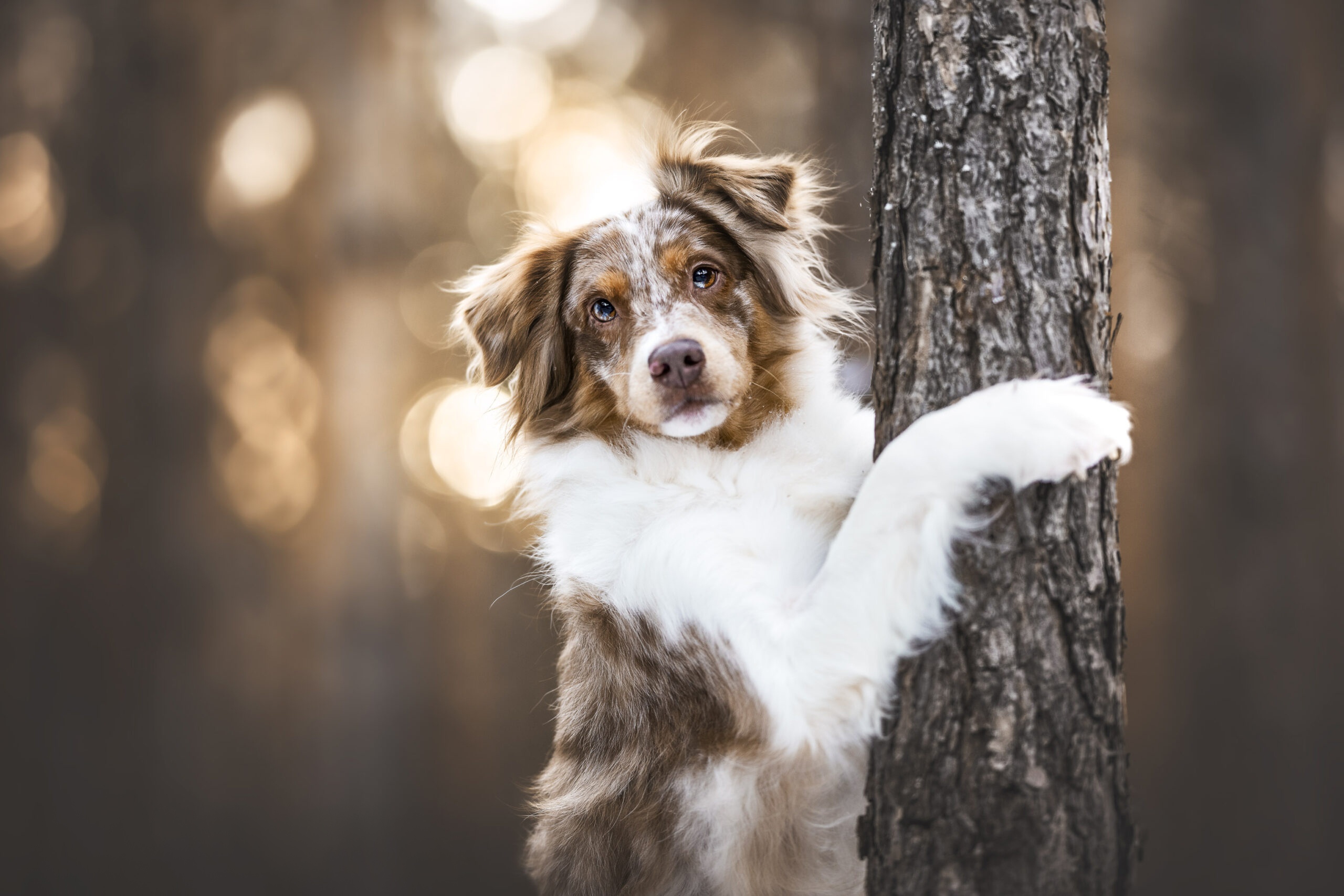 Download mobile wallpaper Dogs, Animal, Australian Shepherd for free.