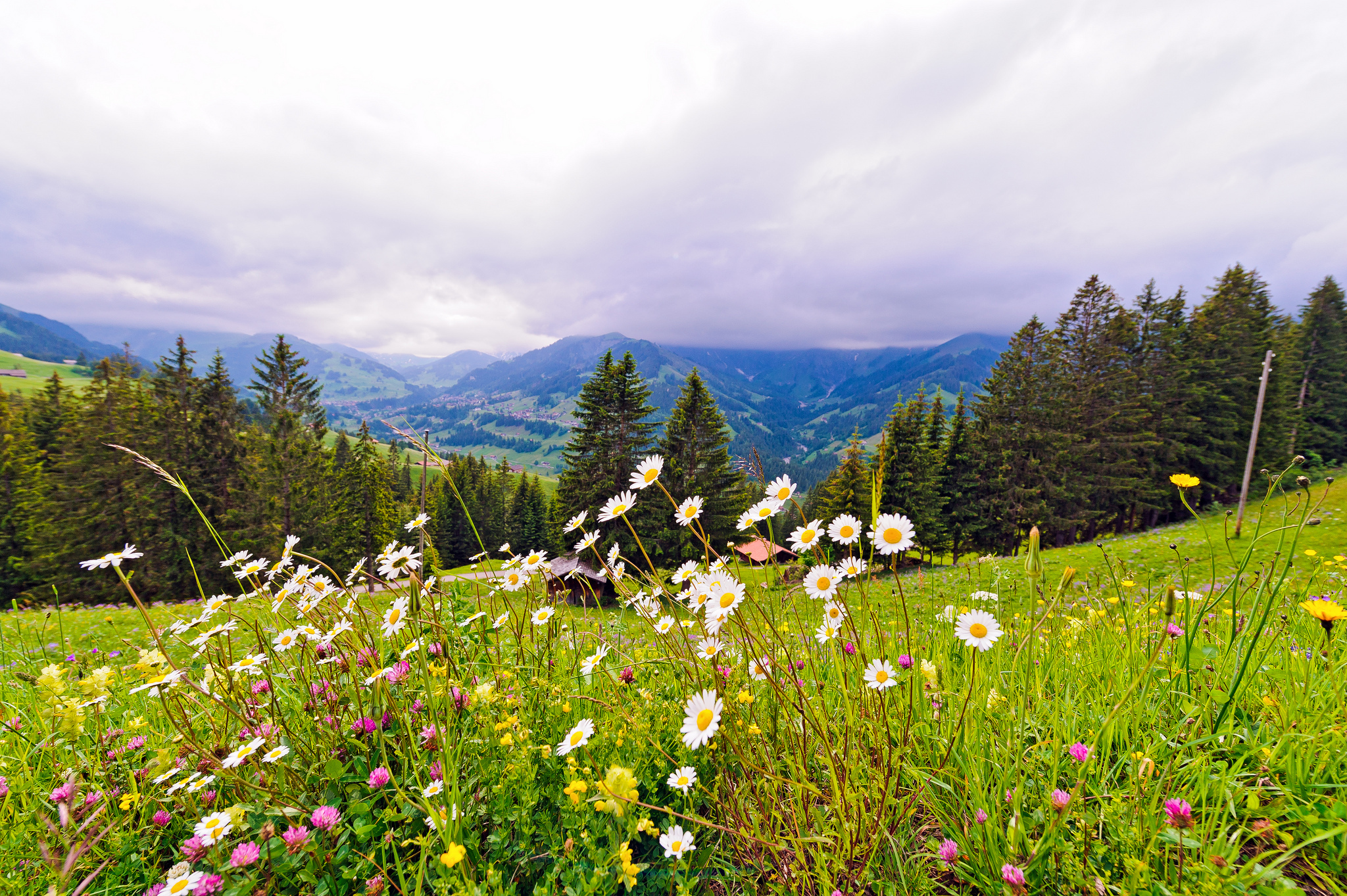 Скачать обои бесплатно Пейзаж, Природа, Гора, Цветок, Дерево, Швейцария, Луга, Земля/природа картинка на рабочий стол ПК