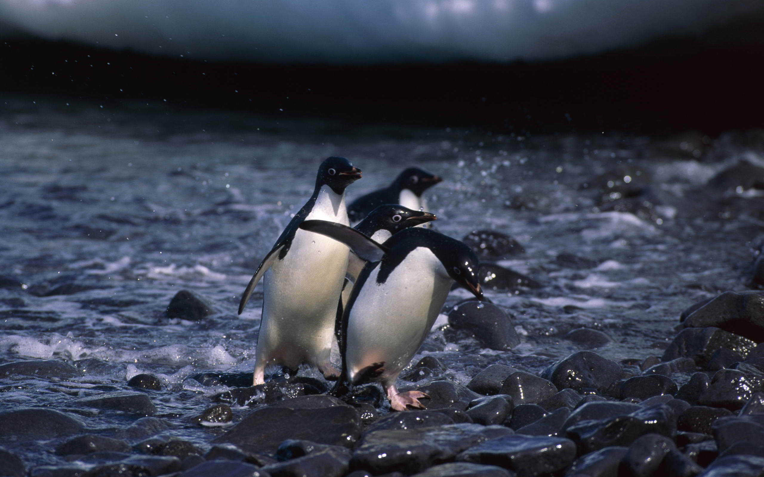 Baixe gratuitamente a imagem Animais, Pinguim na área de trabalho do seu PC