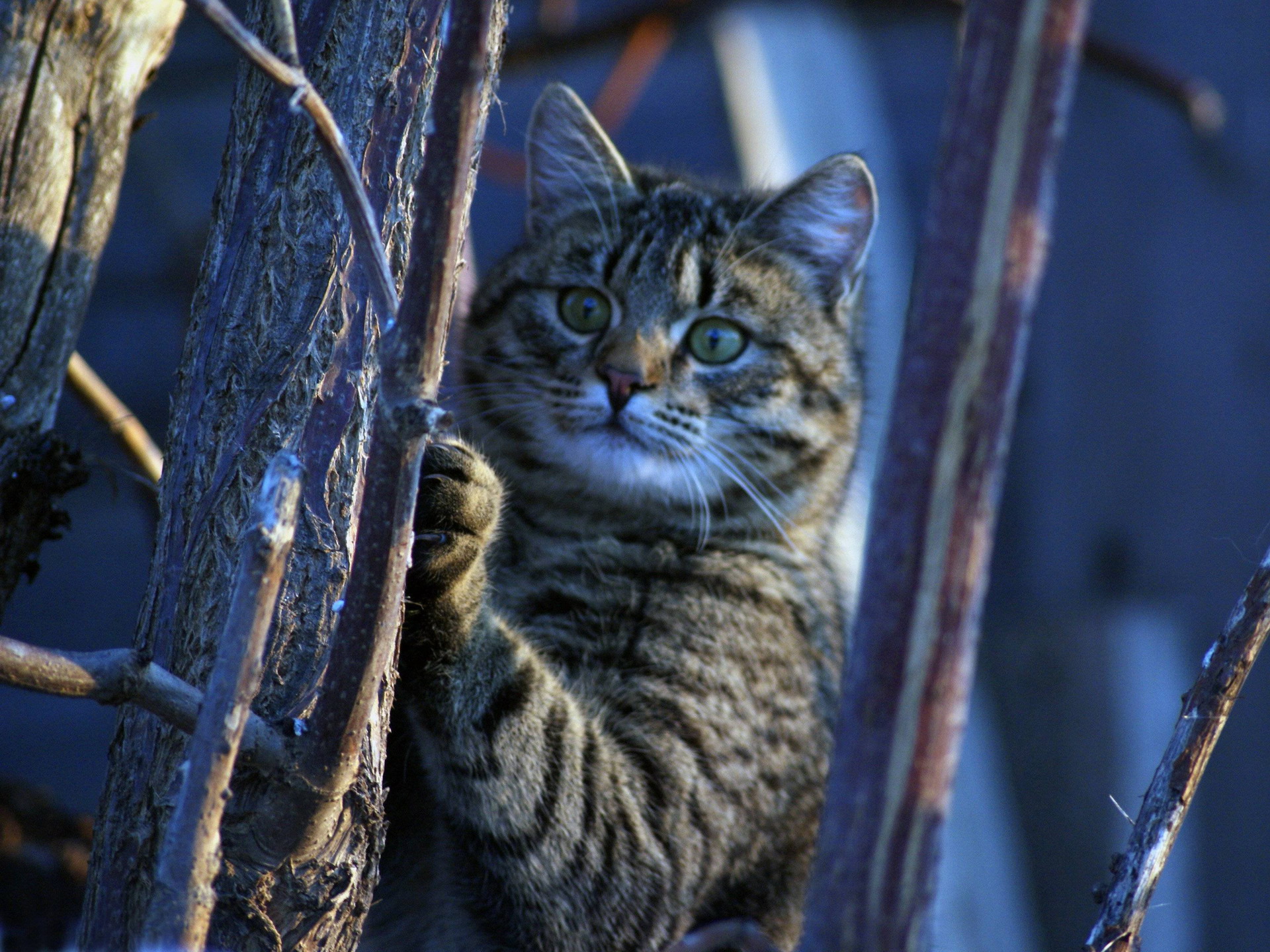 Handy-Wallpaper Tiere, Katzen, Katze kostenlos herunterladen.