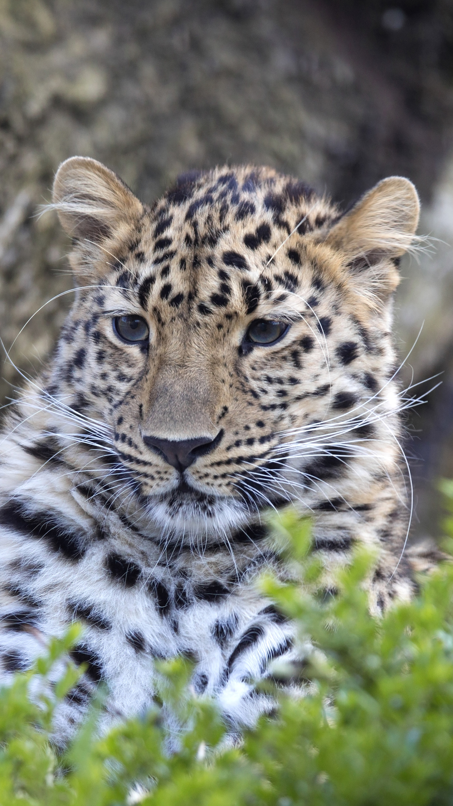 Baixar papel de parede para celular de Animais, Gatos, Leopardo gratuito.