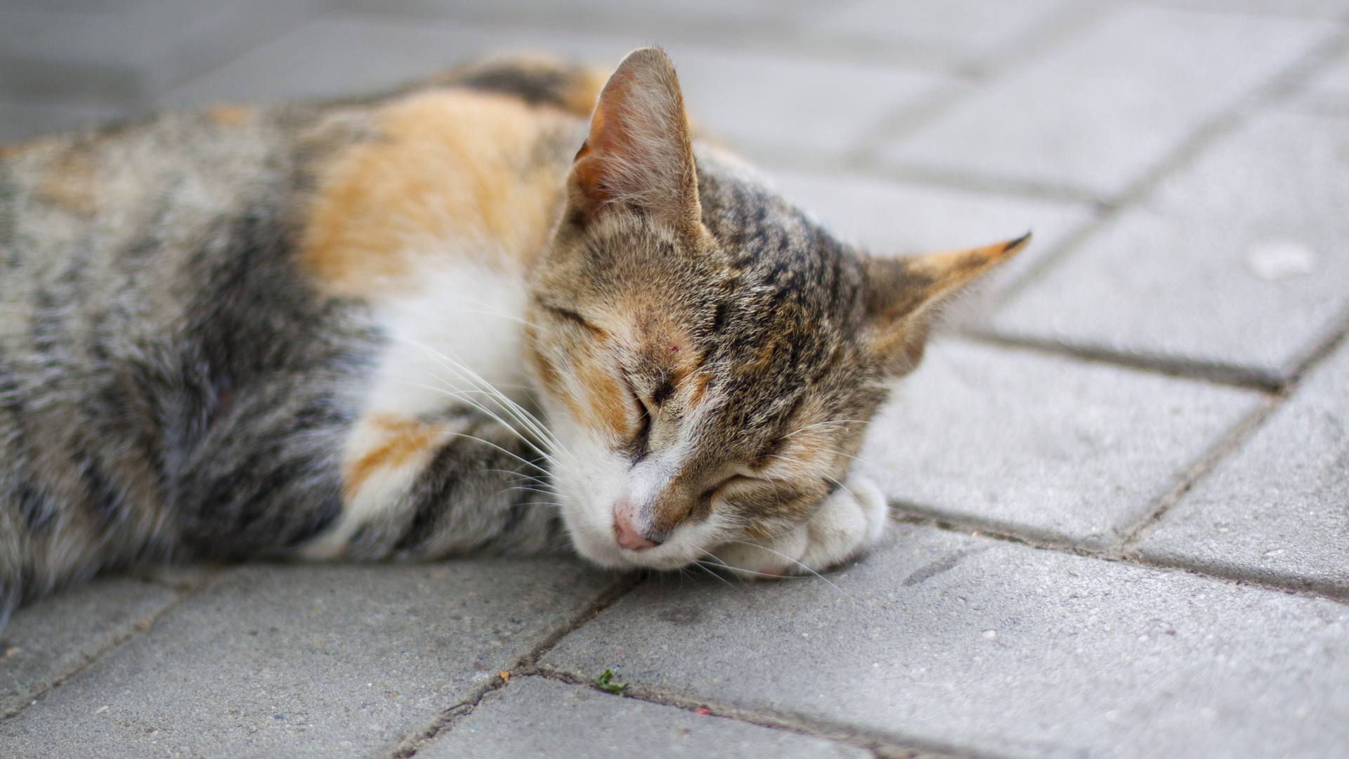 無料モバイル壁紙動物, ネコをダウンロードします。