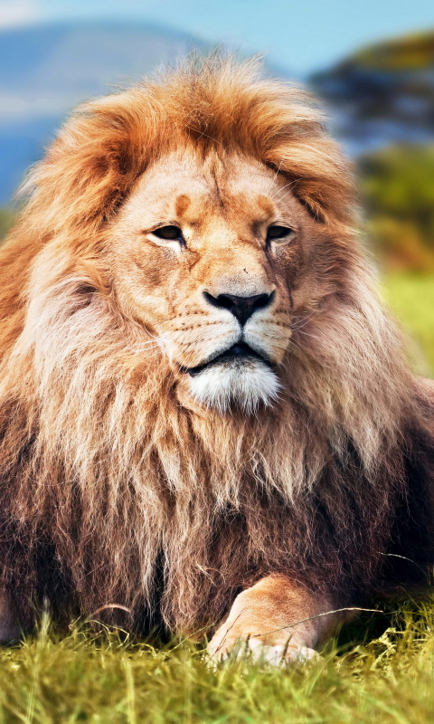 Download mobile wallpaper Cats, Lion, Animal for free.