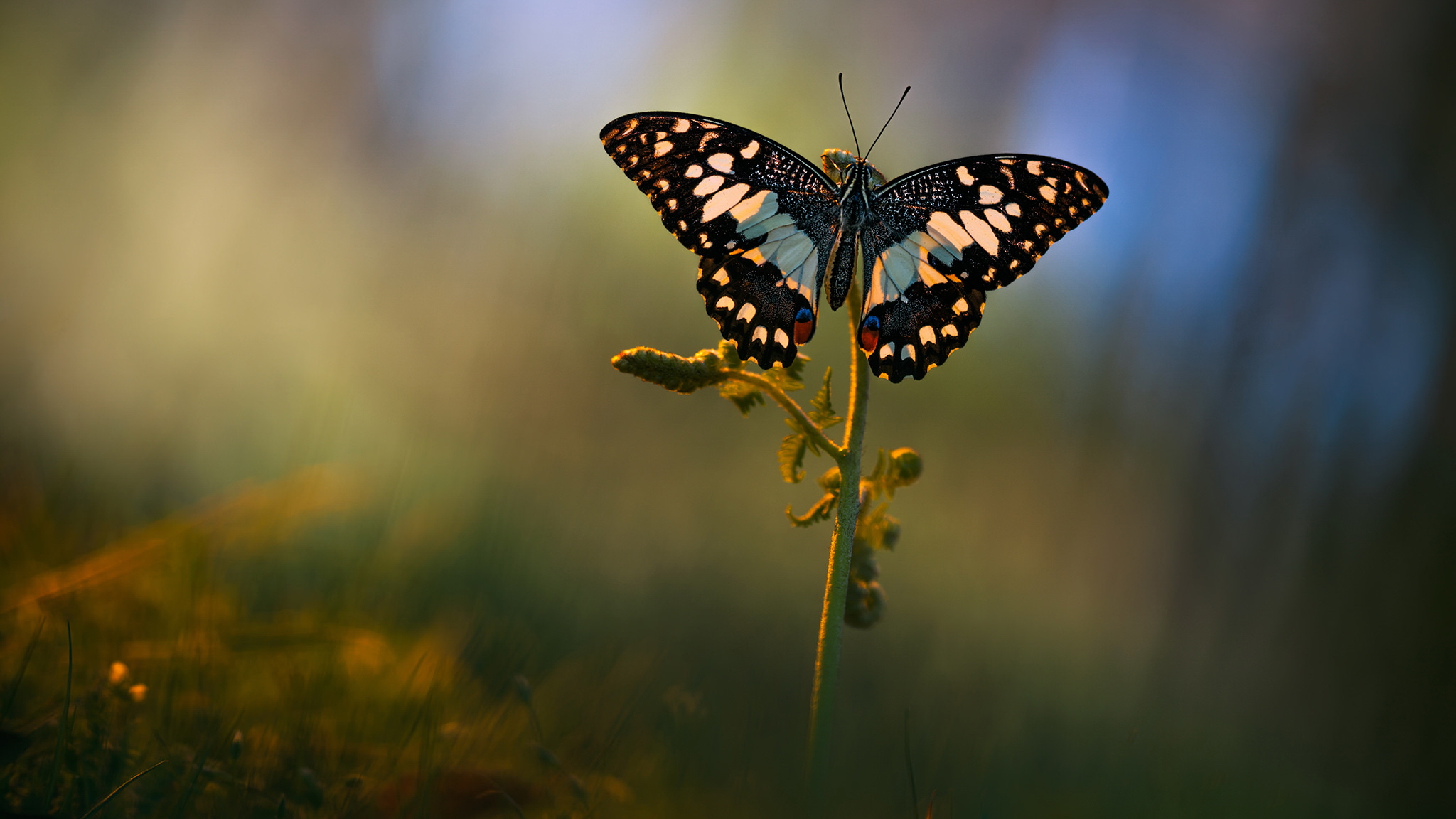 Download mobile wallpaper Insect, Butterfly, Animal for free.